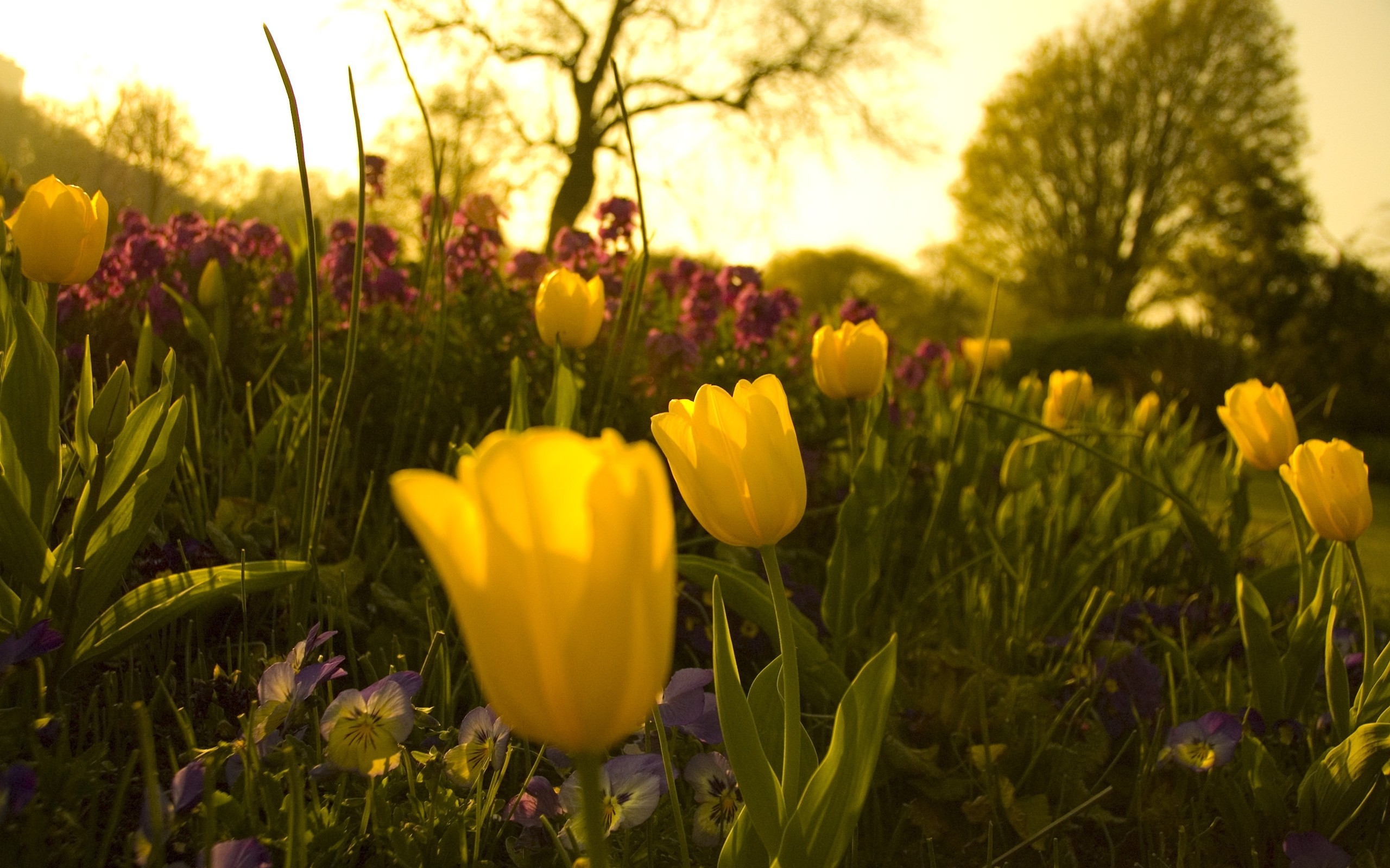 General 2560x1600 flowers plants yellow flowers outdoors tulips sunlight closeup