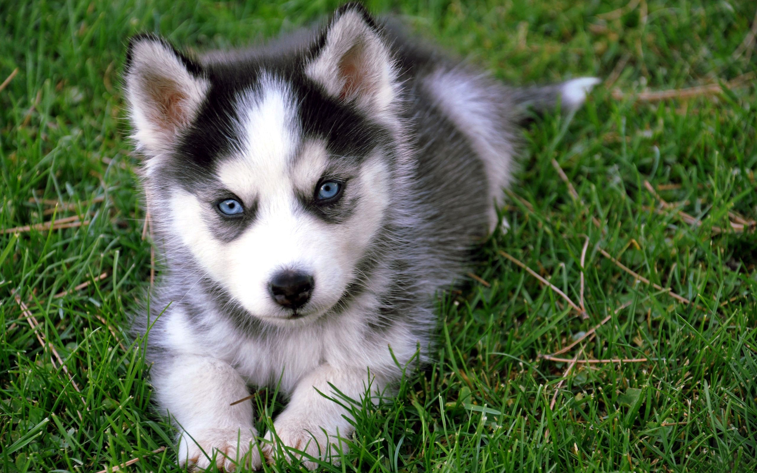 General 2560x1600 animals dog mammals puppies Siberian Husky  grass outdoors blue eyes animal eyes