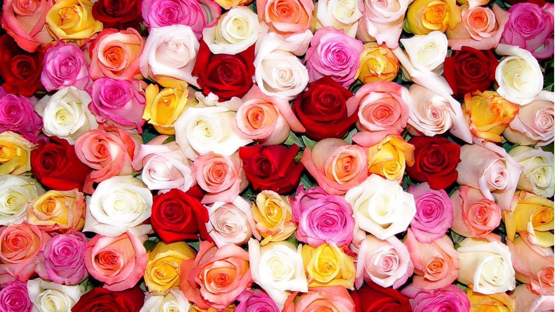 General 1920x1080 rose colorful flowers plants