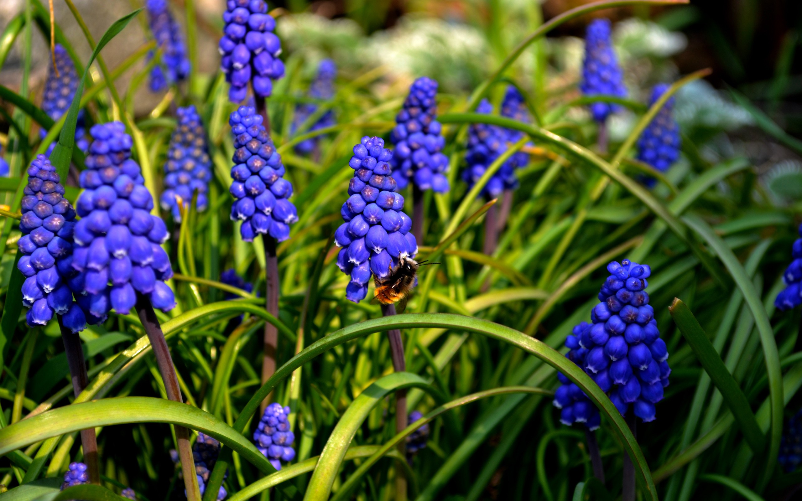 General 2560x1600 nature bees flowers muscari blue flowers plants insect animals closeup macro