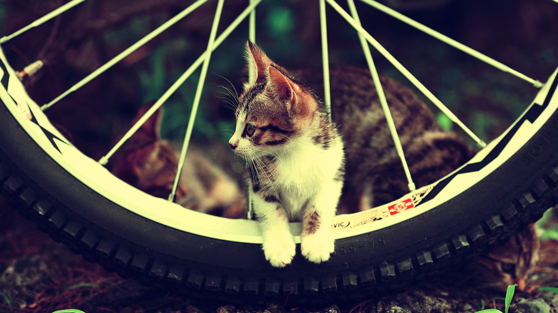 General 1920x1080 cats animals bicycle kittens mammals outdoors