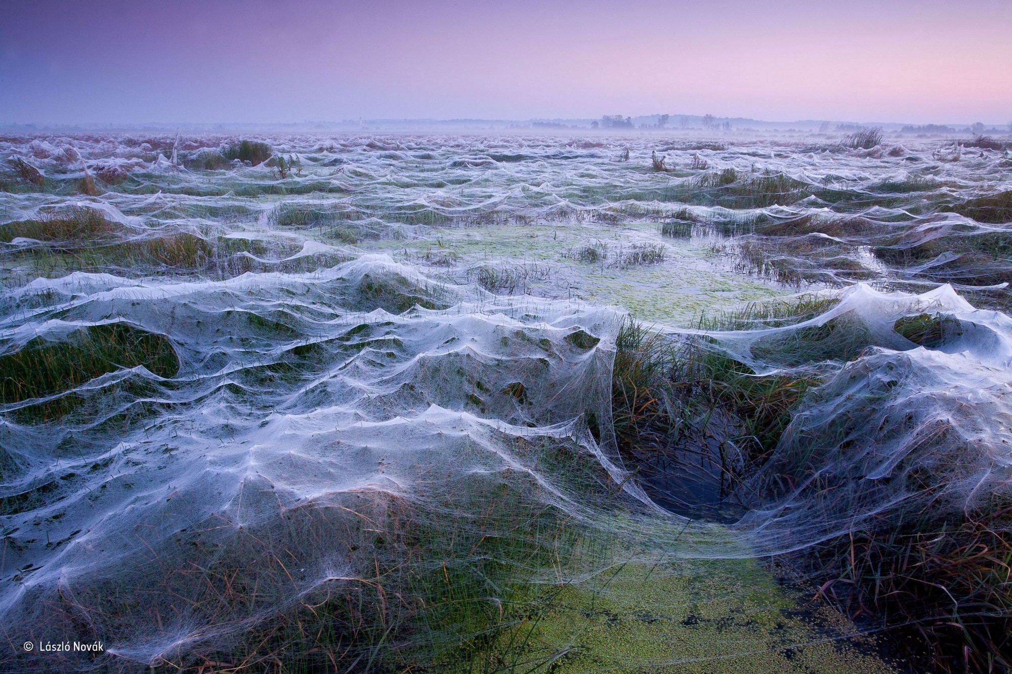 General 2000x1333 nature landscape clear sky Hungary spiderwebs field water swamp plants winner contests photography trees mist watermarked