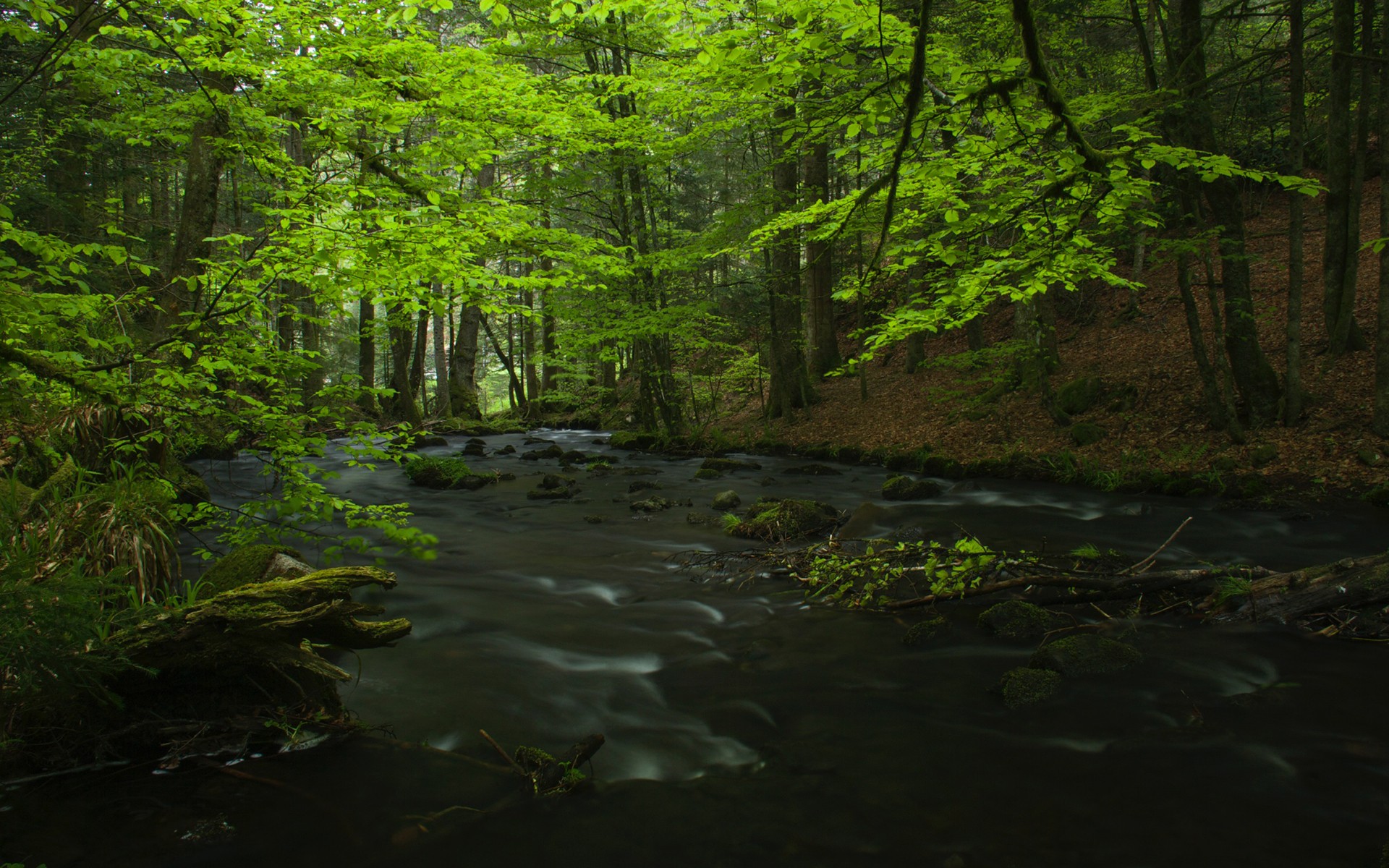 General 1920x1200 trees river forest green foliage wet stream rocks log nature