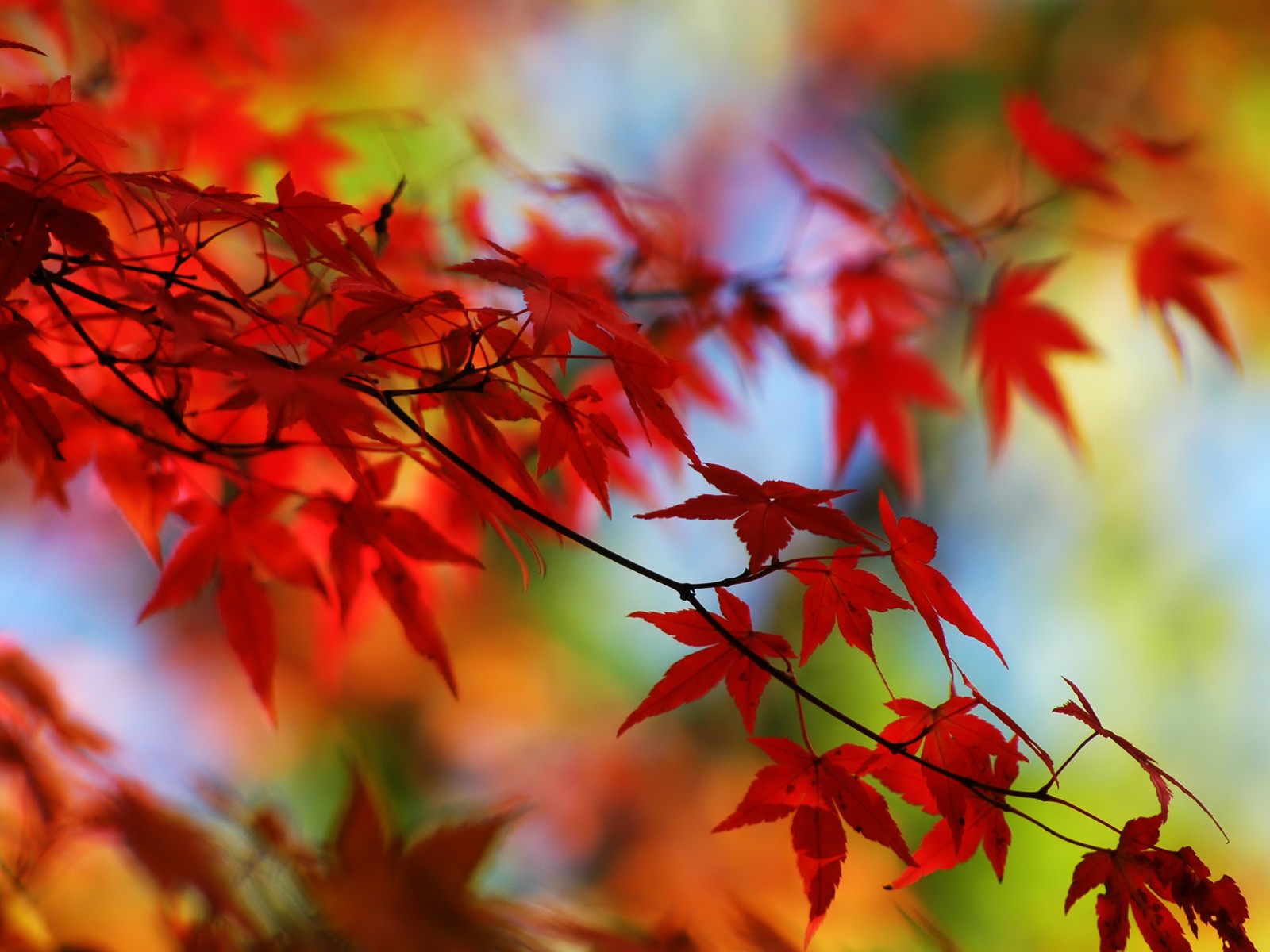 General 1600x1200 plants red leaves branch nature fall