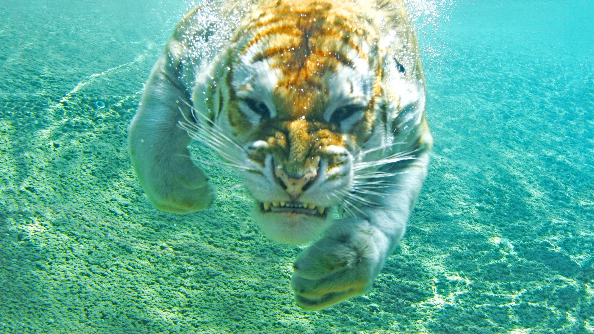 General 1920x1080 tiger underwater animals swimming mammals big cats