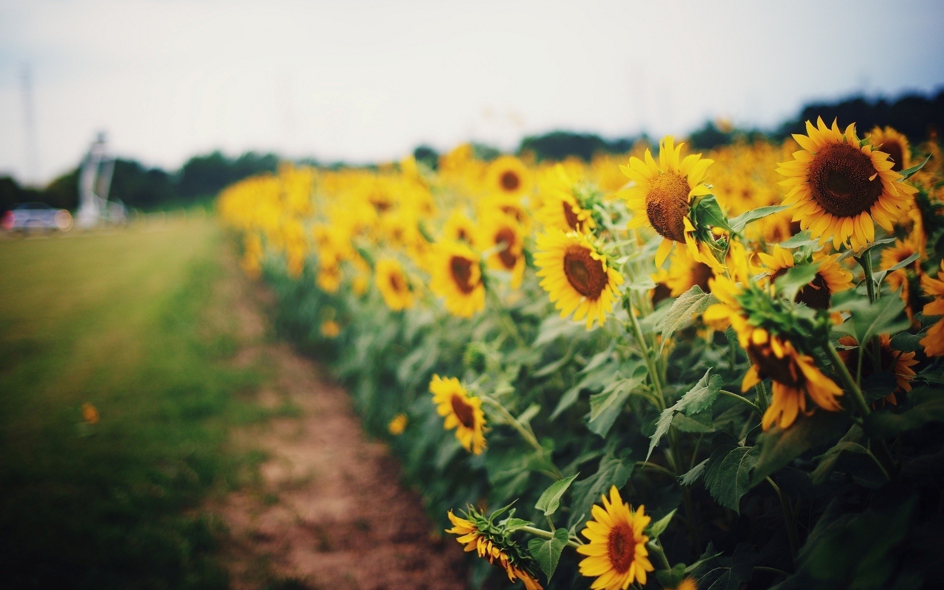 General 1920x1200 flowers sunflowers yellow flowers field Agro (Plants) plants outdoors