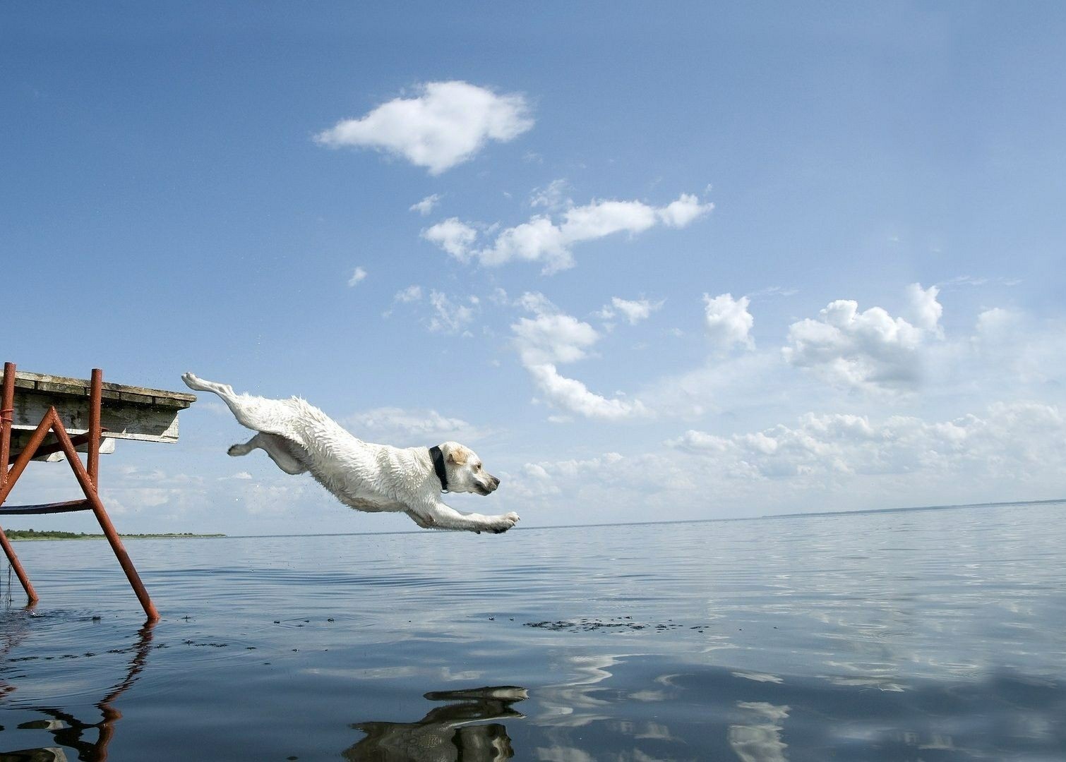 General 1510x1080 dog jumping animals outdoors sky mammals water