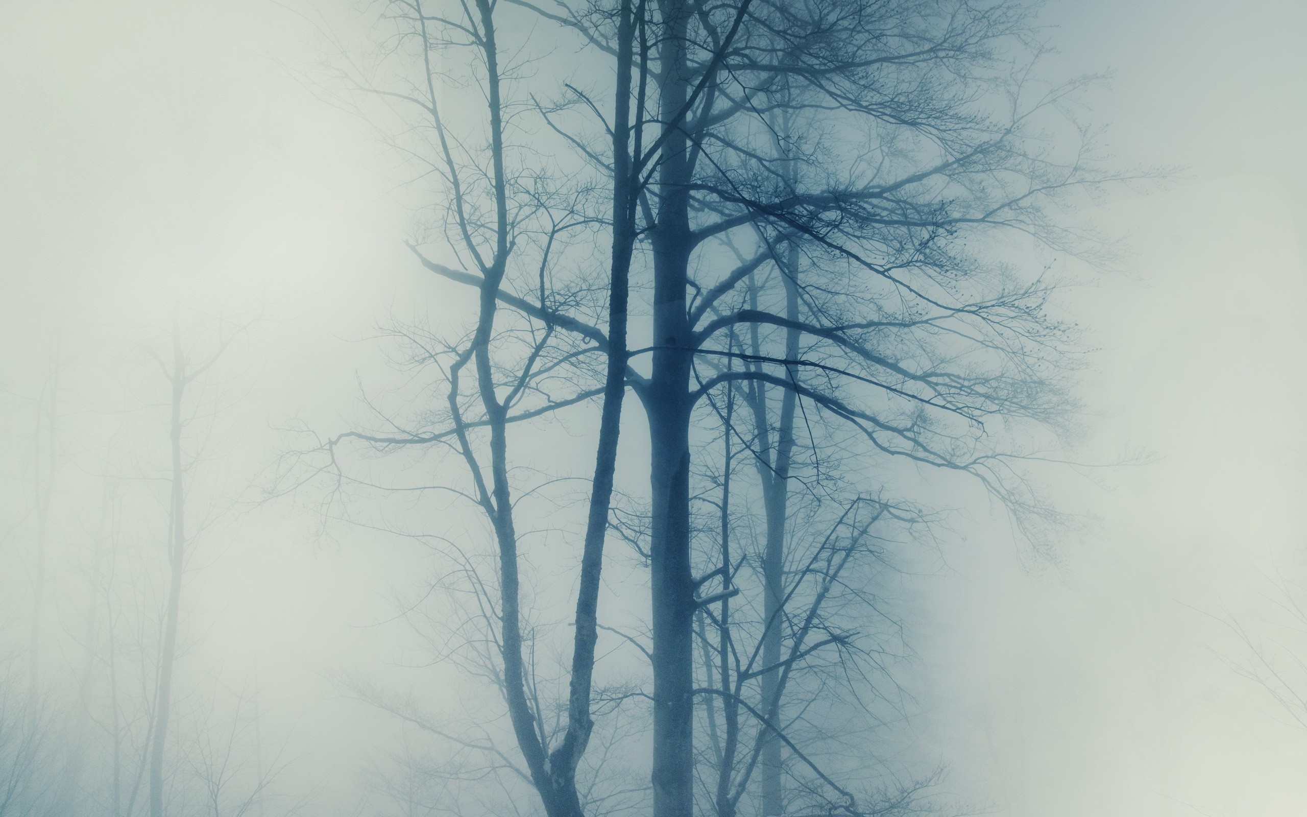 General 2560x1600 photography nature trees mist winter