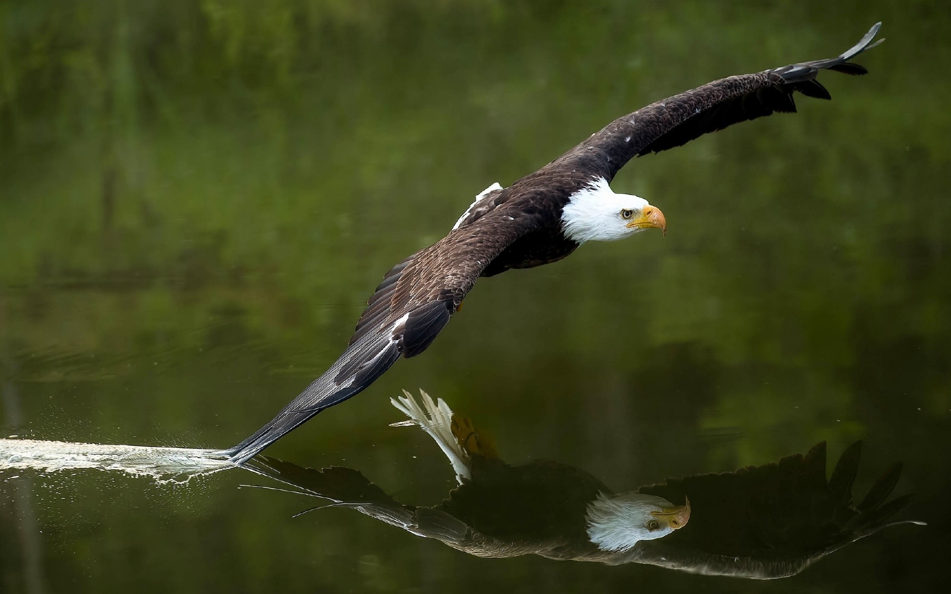 General 1920x1200 bald eagle animals birds reflection water flying lake nature eagle
