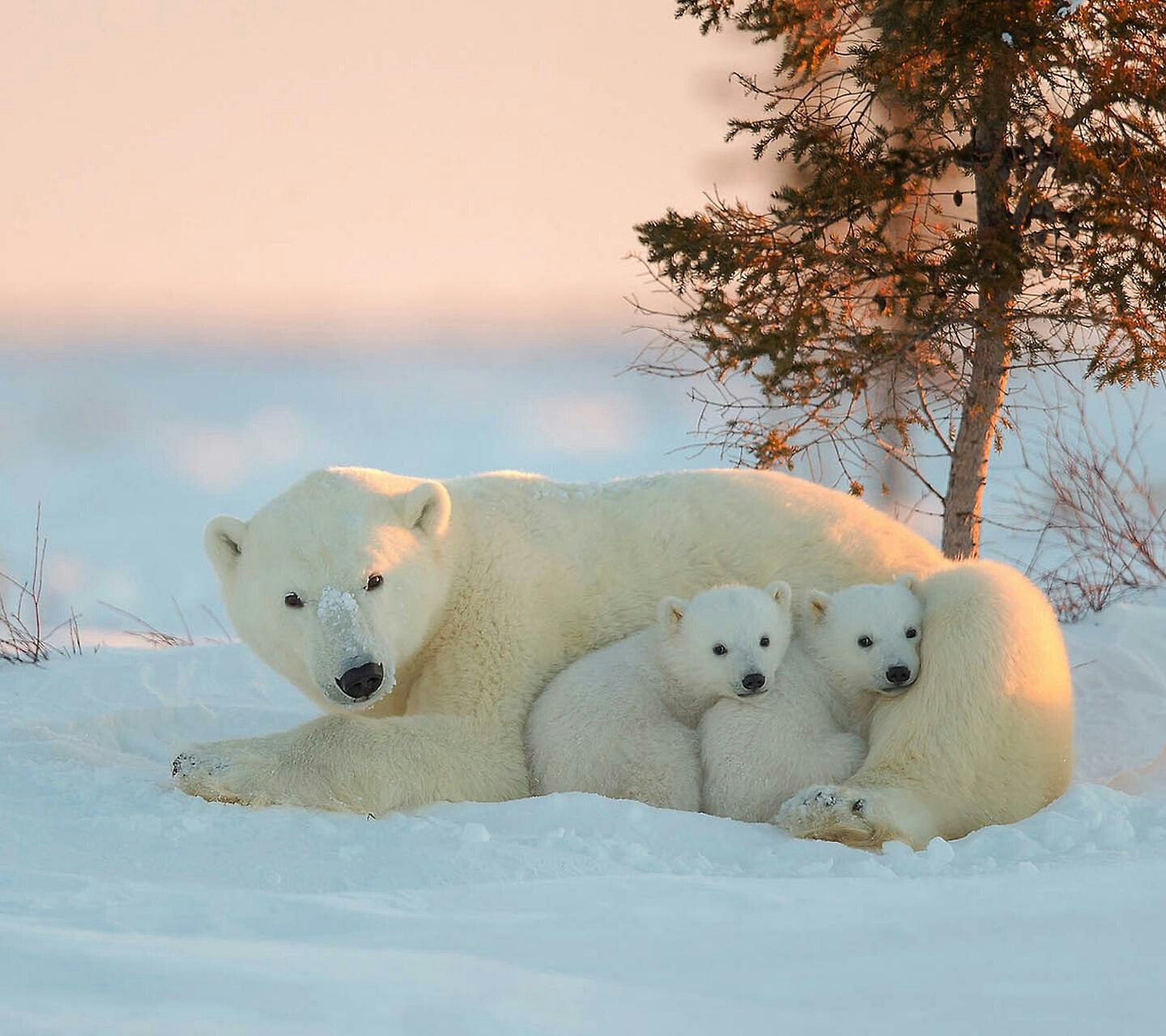General 1440x1280 baby animals polar bears animals mammals bears