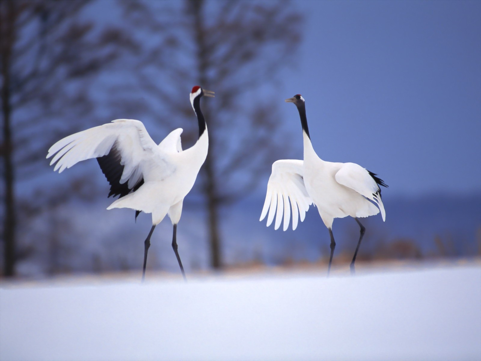 General 1600x1200 birds nature animals Red Crowned Crane outdoors wings