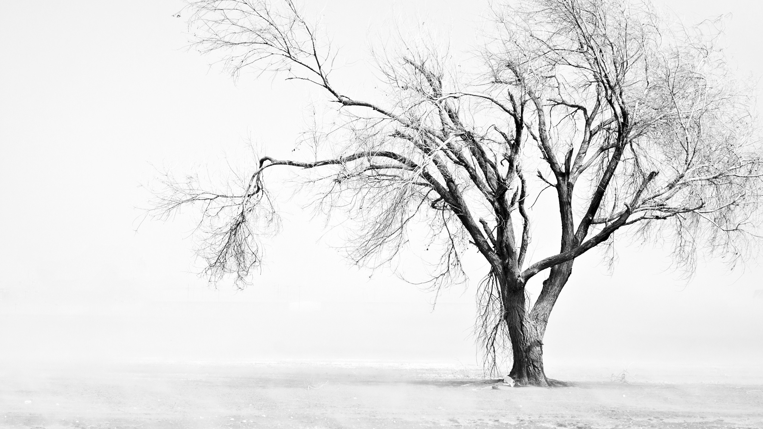 General 2560x1440 photography nature trees branch winter outdoors plants monochrome