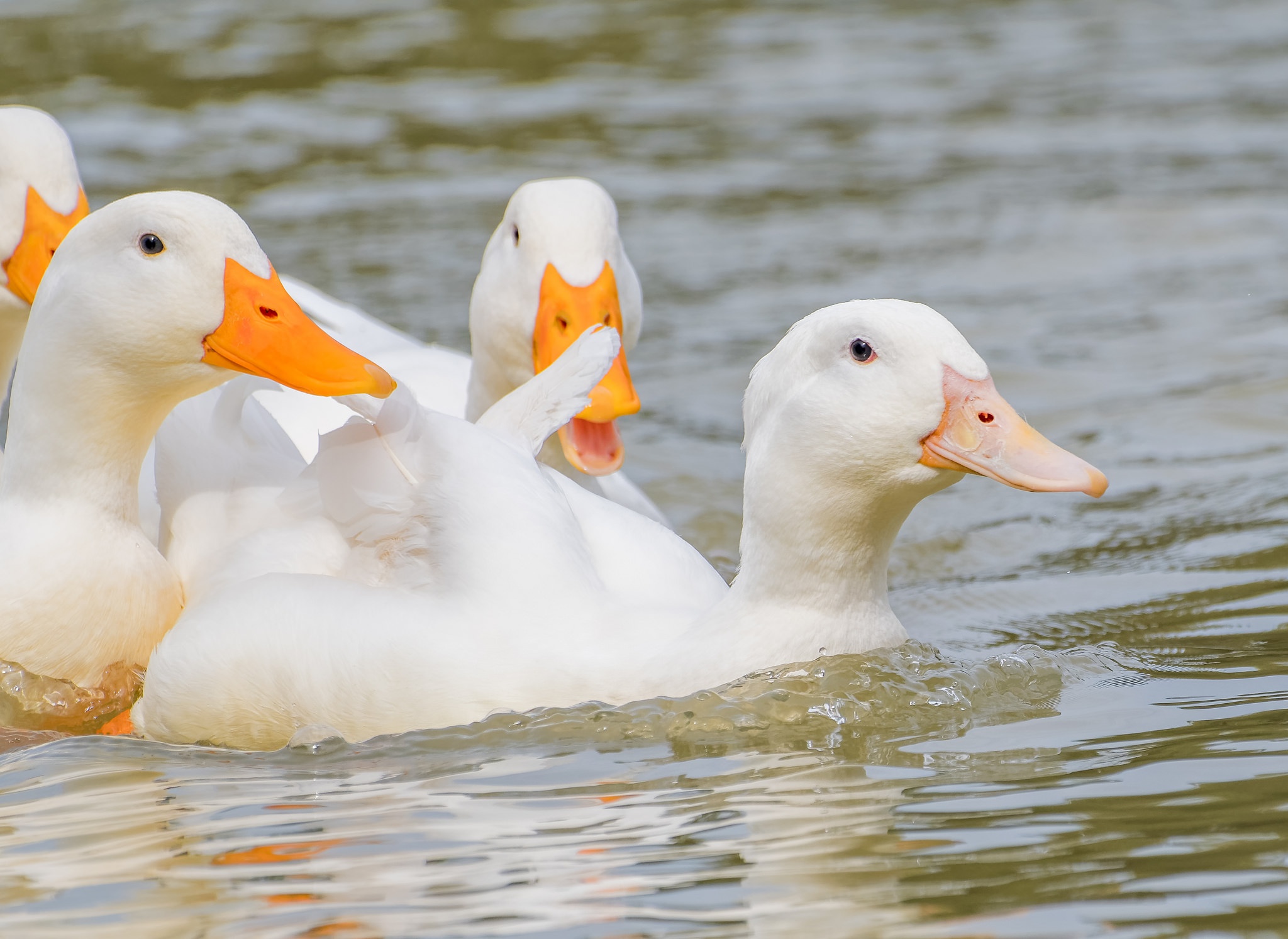 General 2048x1493 animals birds duck in water outdoors white yellow water nature closeup