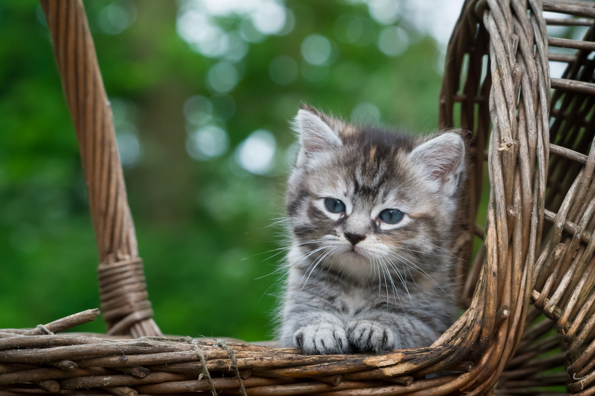 General 2000x1333 kittens cats animals mammals baskets outdoors feline closeup