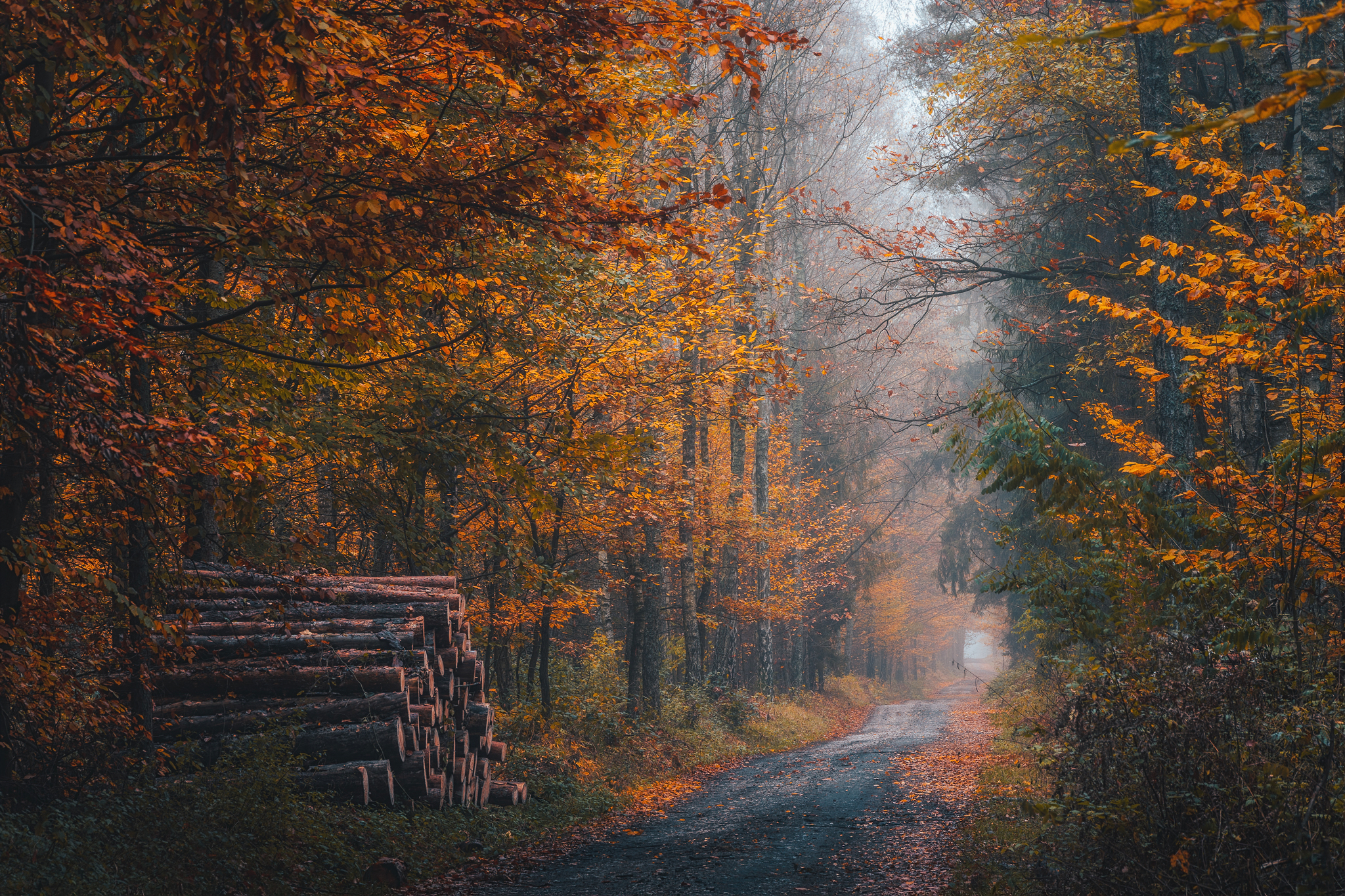 General 2048x1365 path fall mist forest nature log outdoors photography Michał Tomczak trees