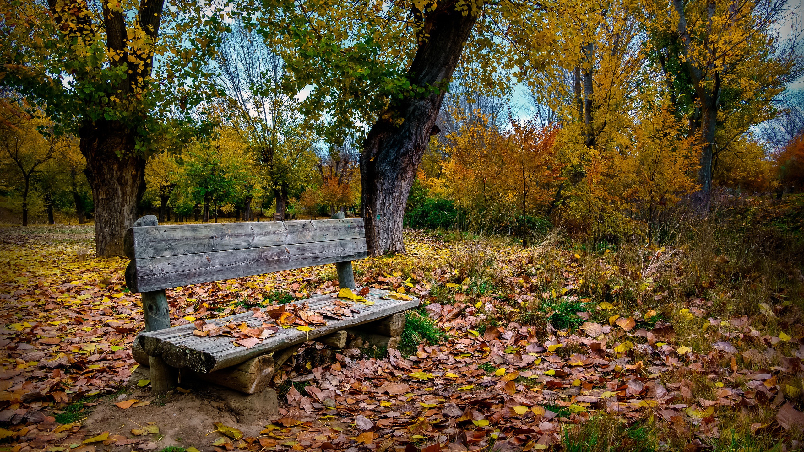 General 2560x1440 bench outdoors trees nature fall fallen leaves plants