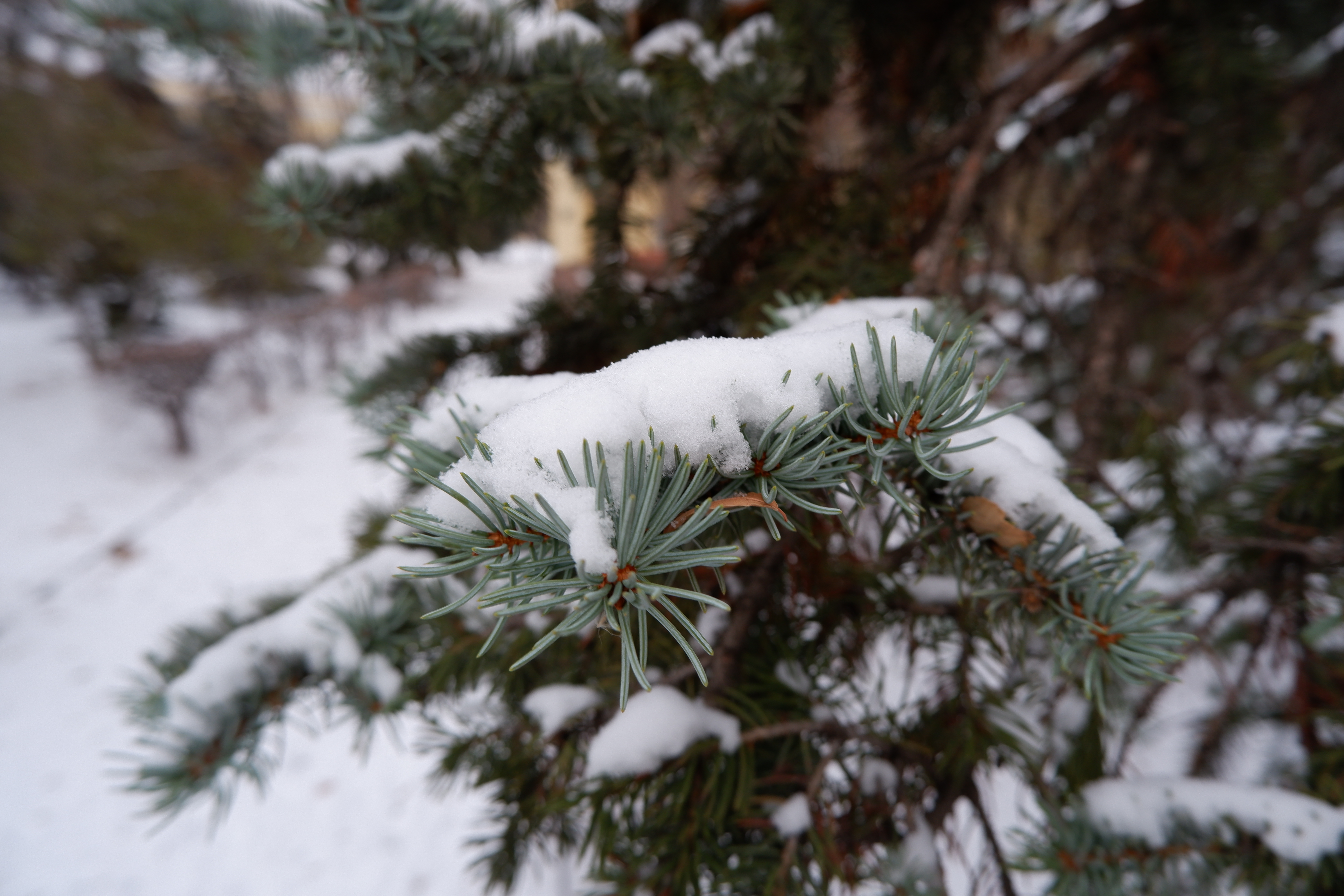 General 6000x4000 snow covered snow fir-tree twigs winter closeup