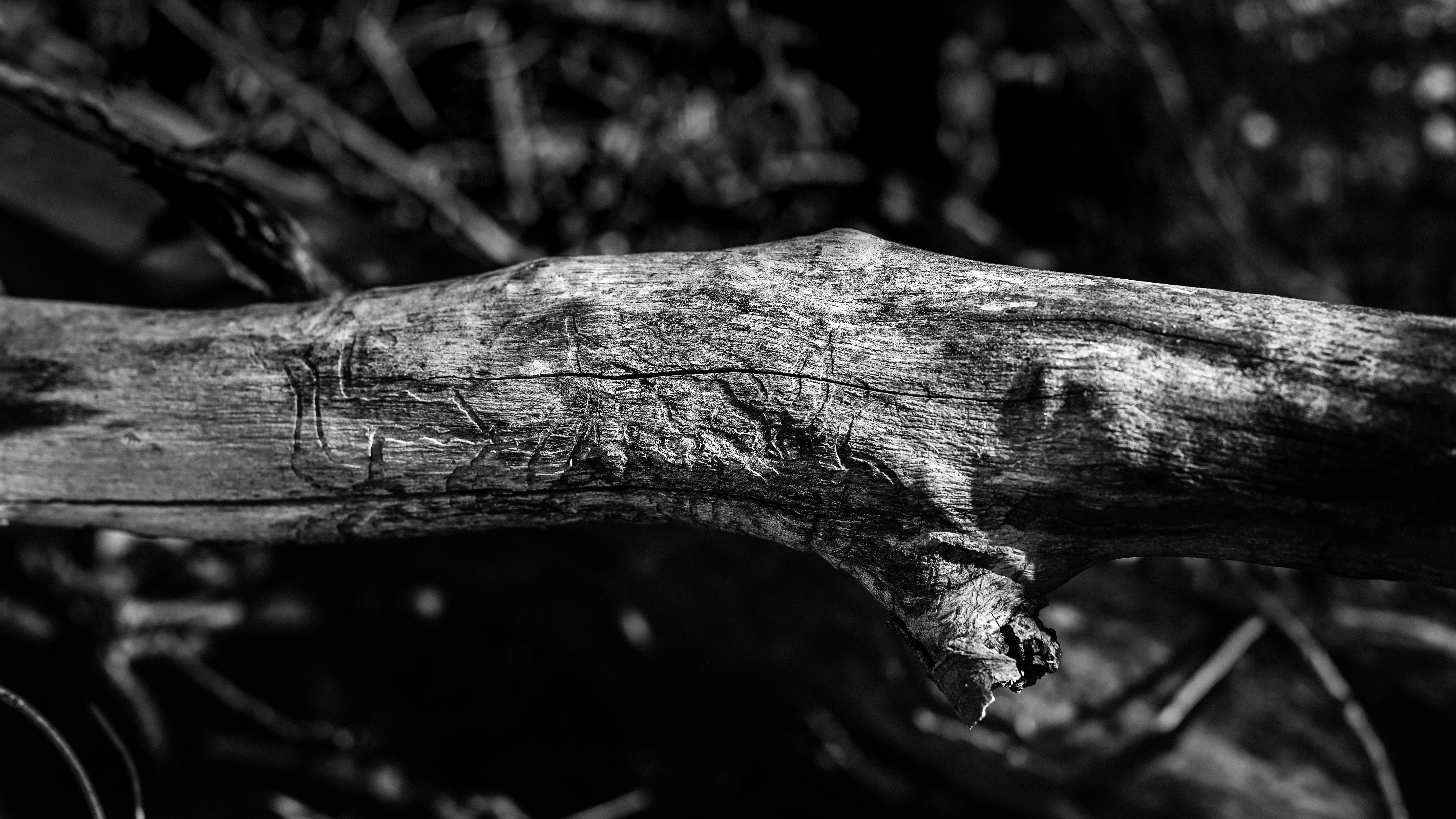 General 5755x3237 nature wood tree bark monochrome outdoors photography contrast dead trees