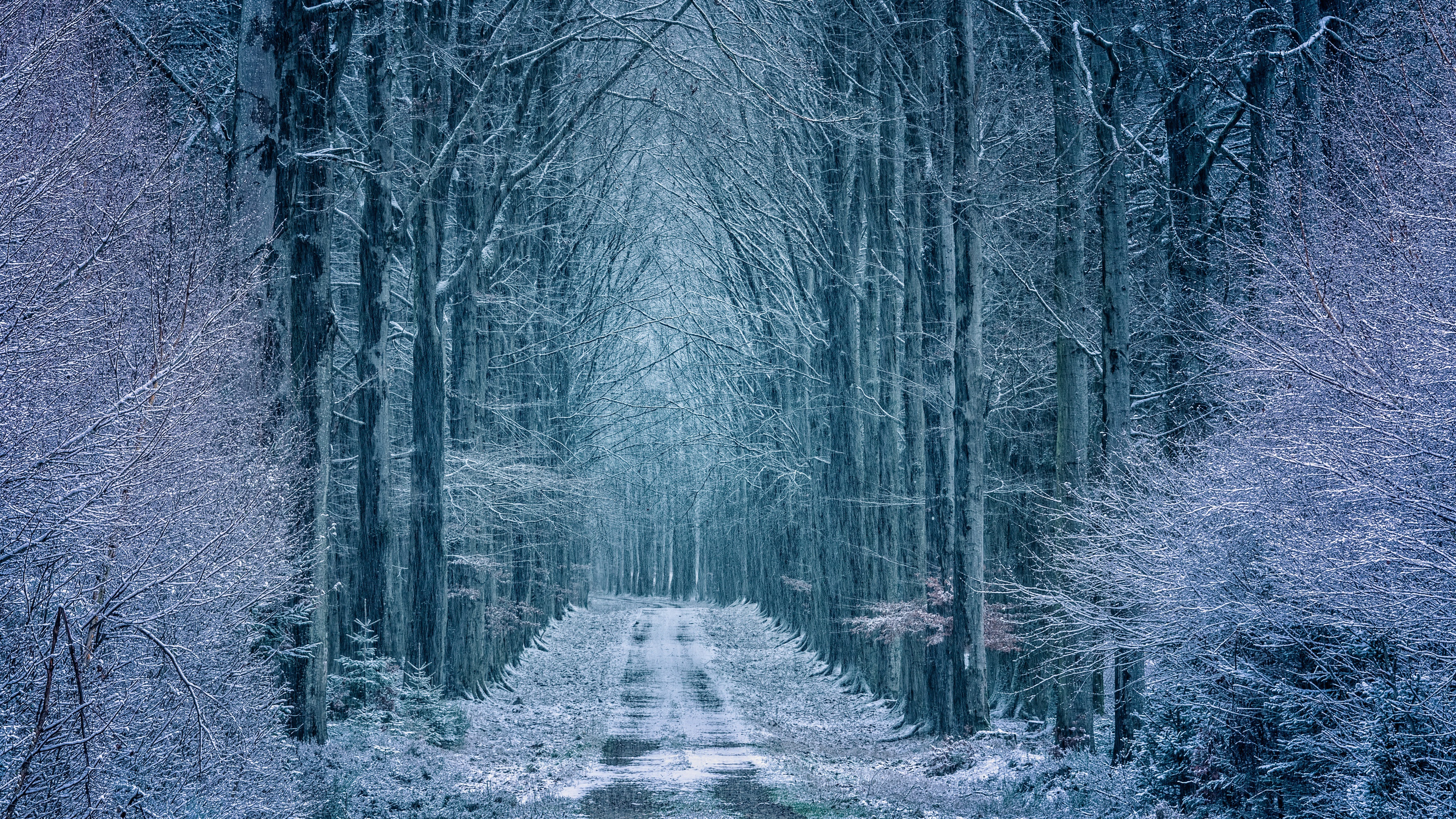 General 3840x2160 nature frost outdoors trees winter cold dirt road snow