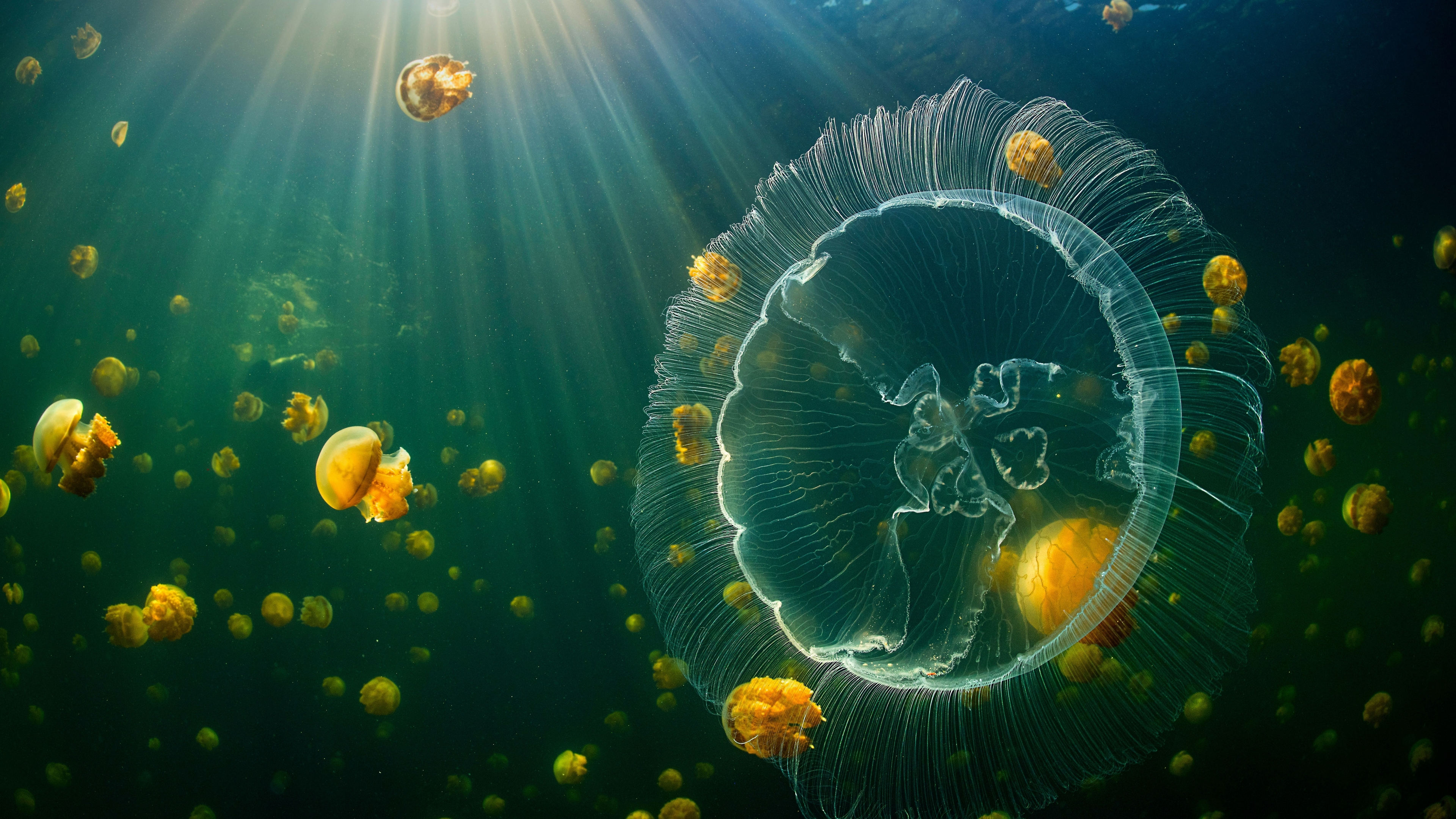 General 3840x2160 jellyfish underwater animals sea life closeup