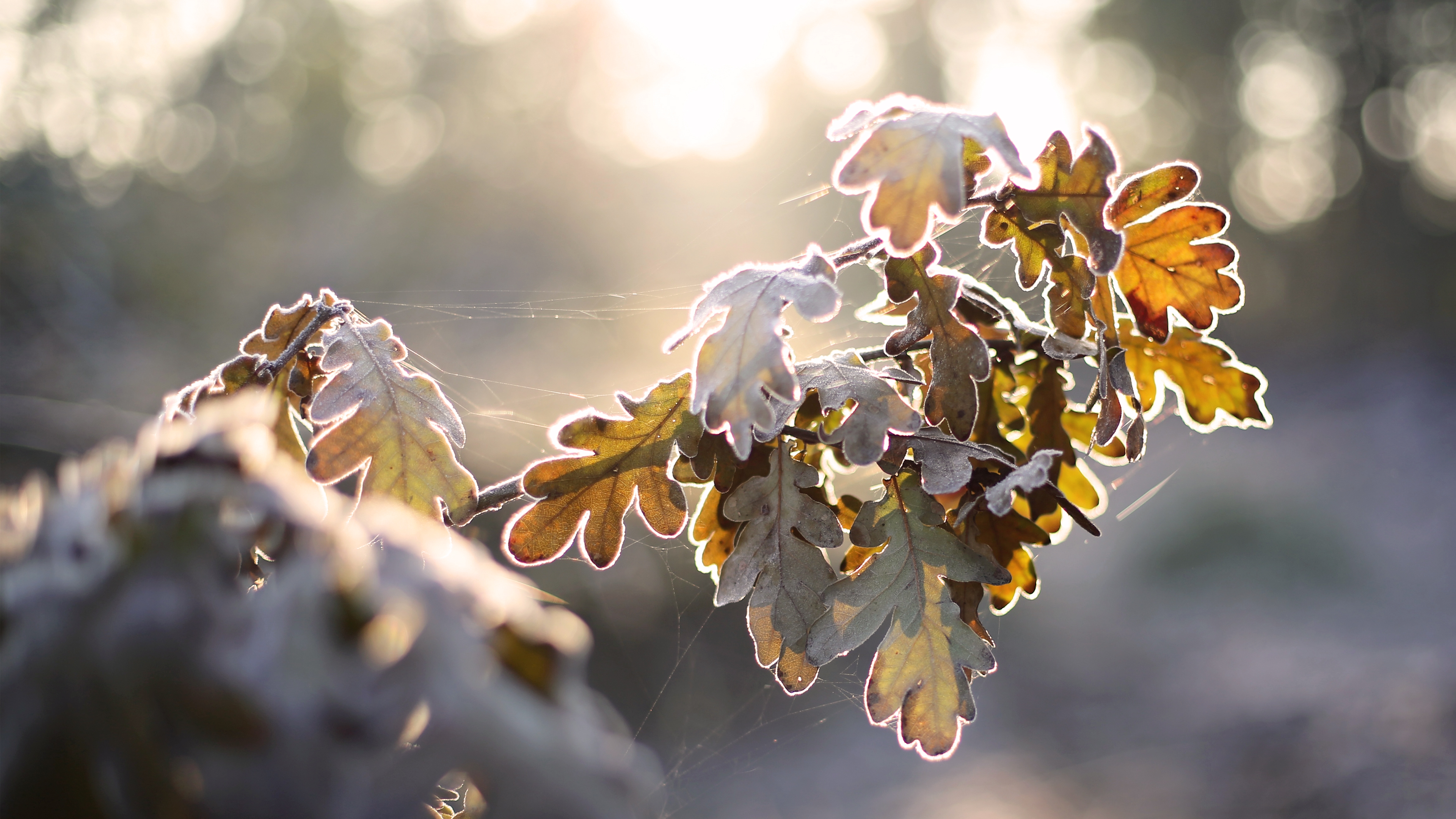General 3840x2160 nature cold sunlight leaves plants frost spiderwebs