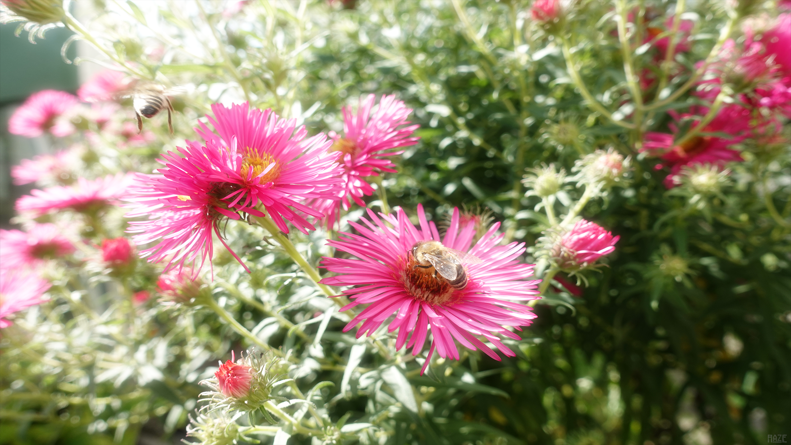General 2560x1440 nature bees flowers photography