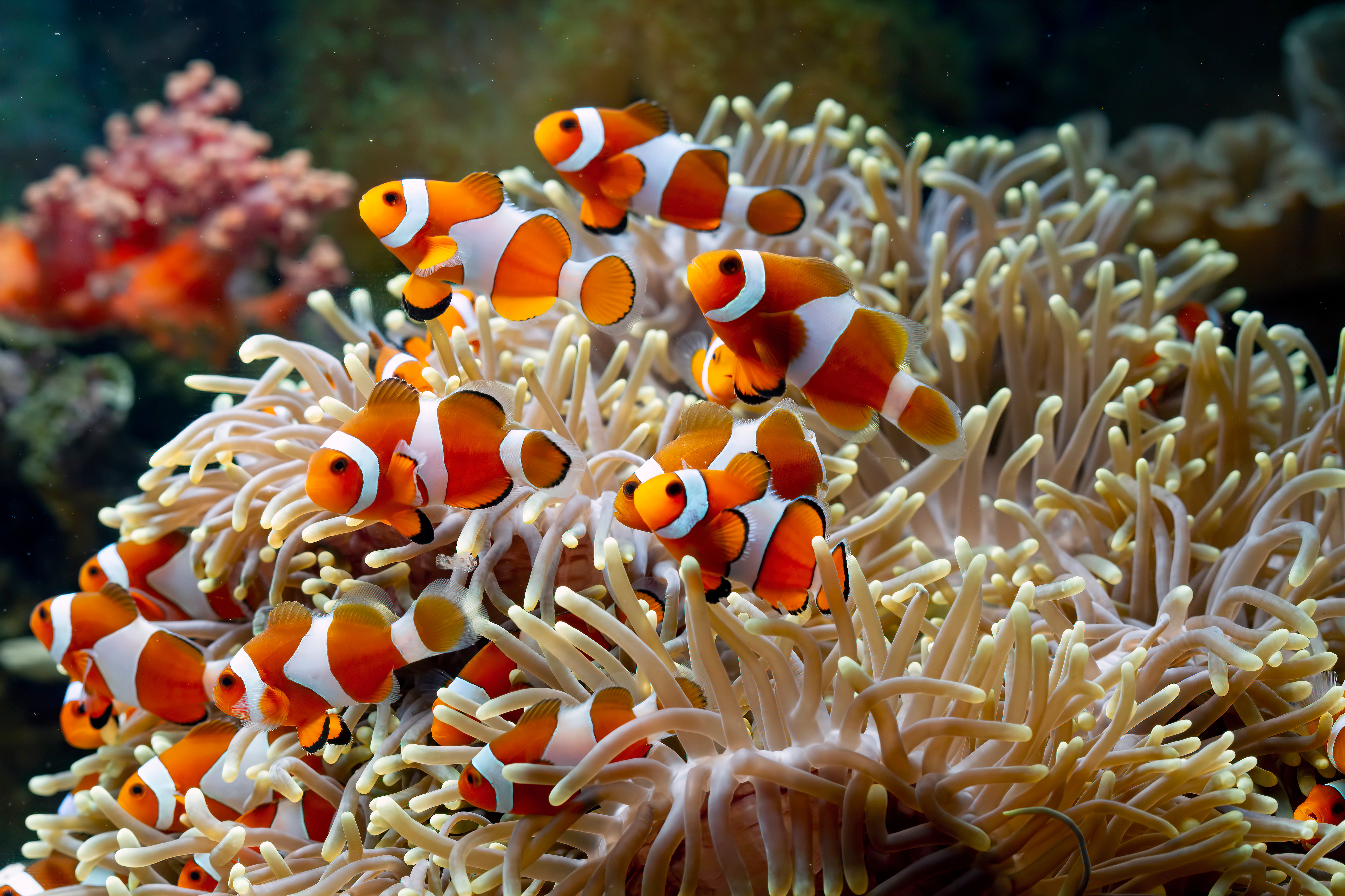 General 5184x3456 fish coral clownfish sea anemones colorful orange sea underwater nature
