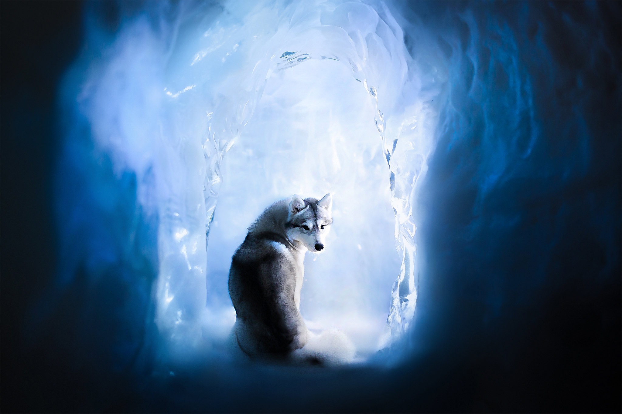 General 2048x1365 cave ice cold Siberian Husky  dog animals mammals