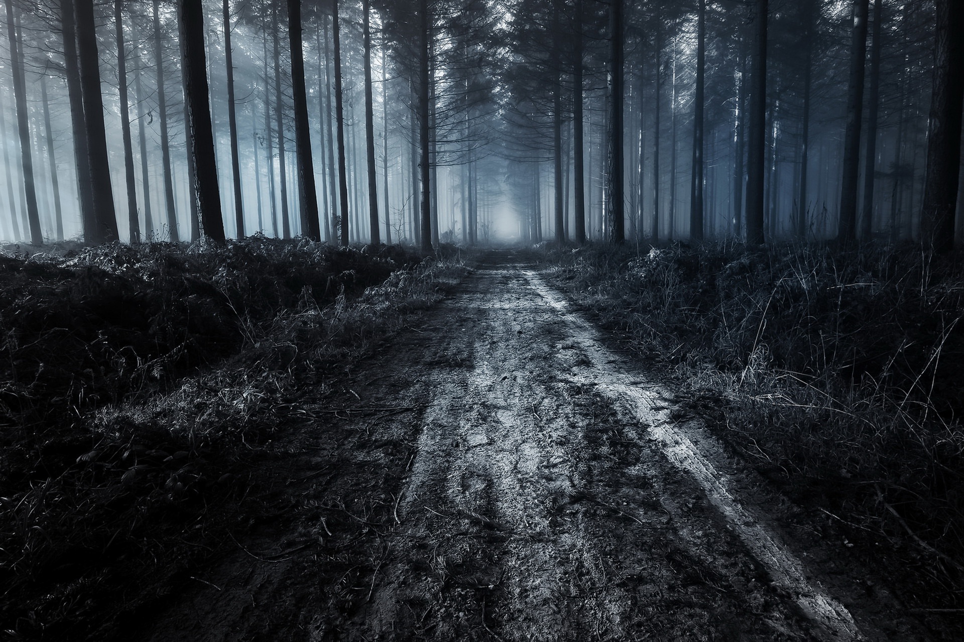 General 1920x1279 dark forest dirt road trees nature