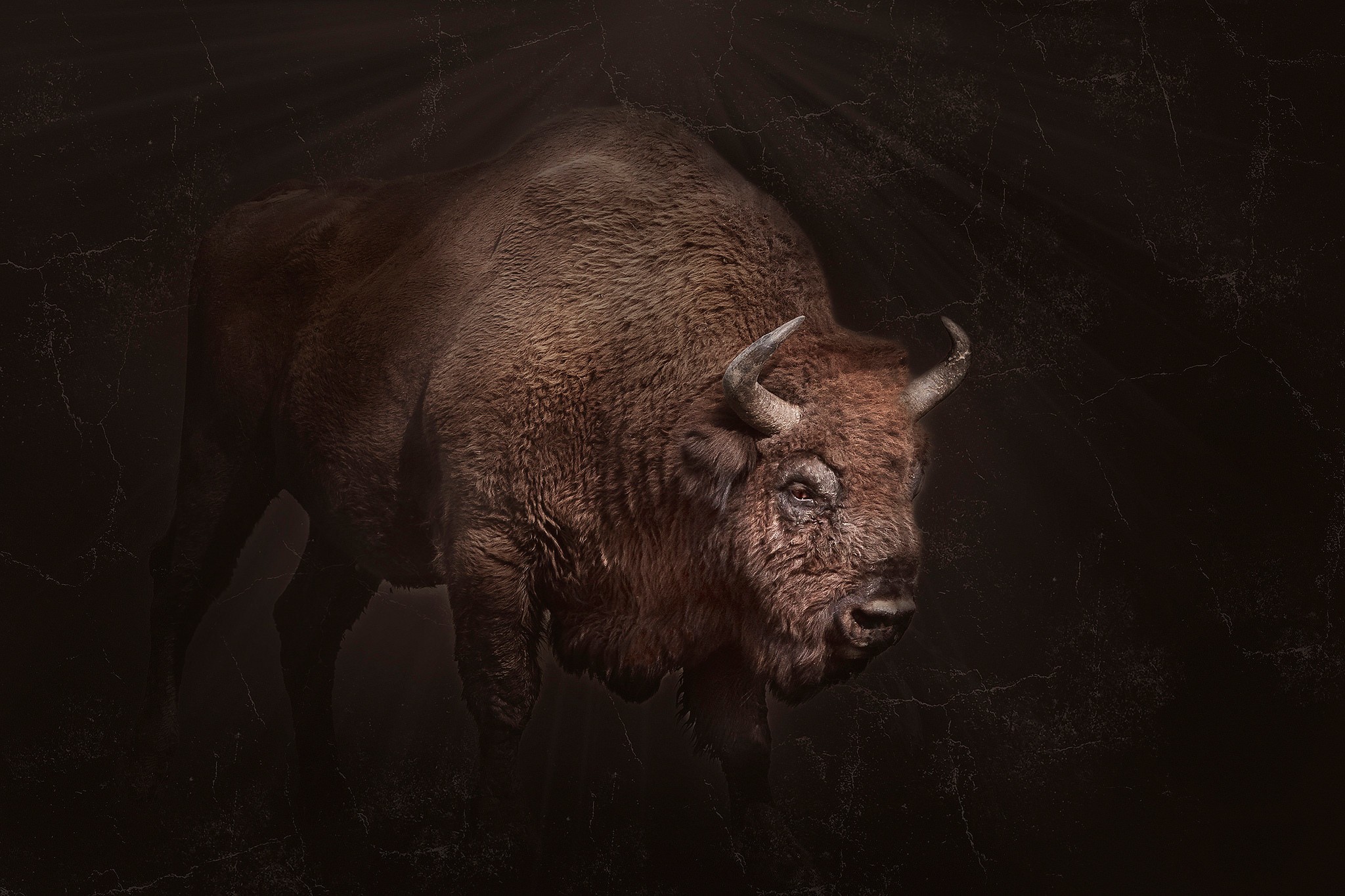 General 2048x1365 bison animals dark horns