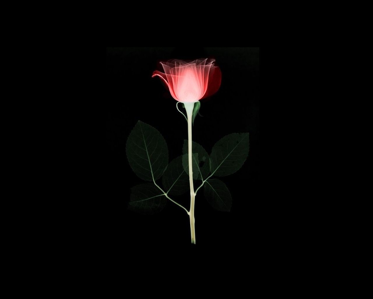 General 1280x1024 rose flowers red flowers black background