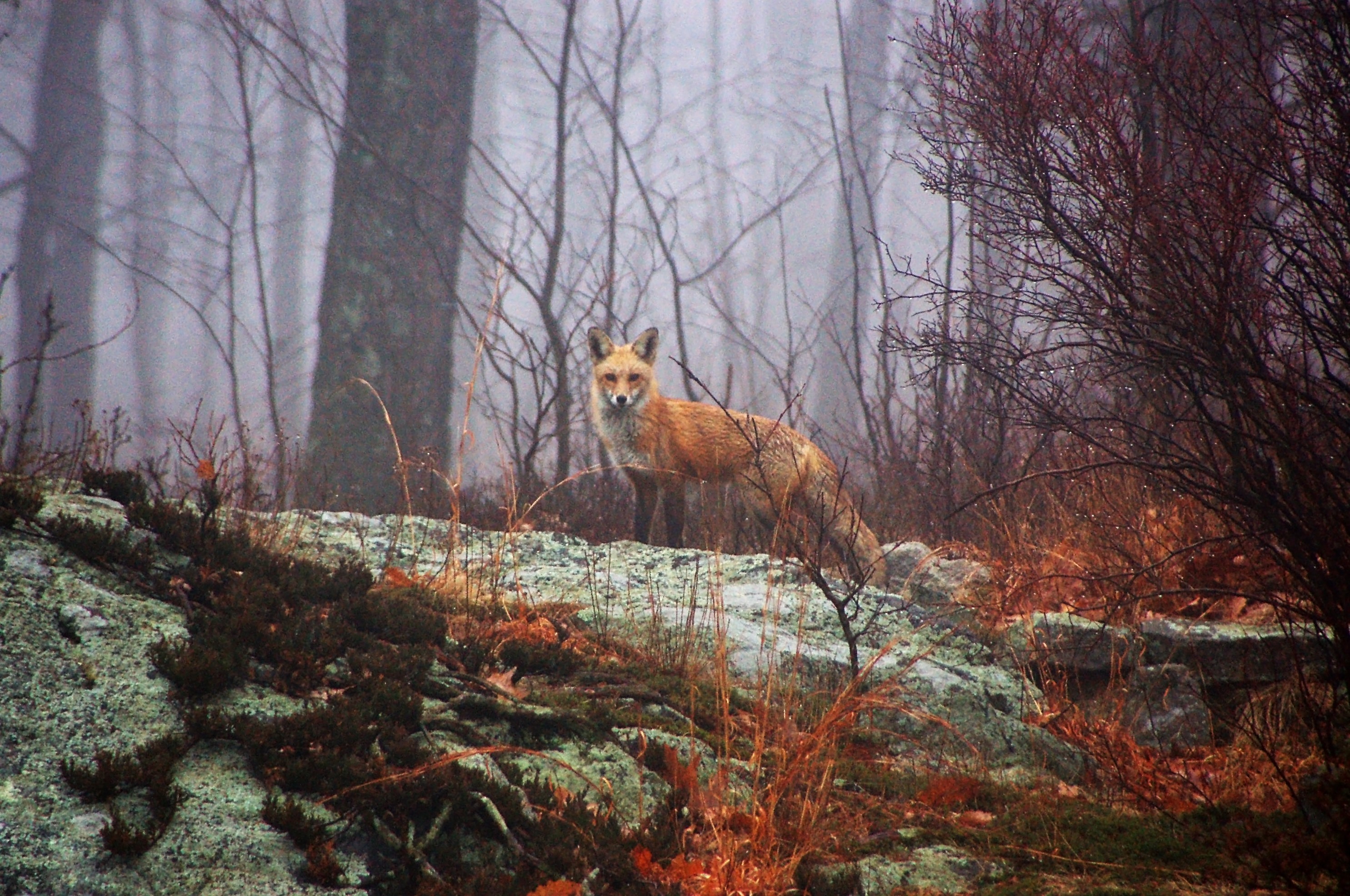 General 2970x1971 animals mammals fox wildlife mist forest fall wet dew
