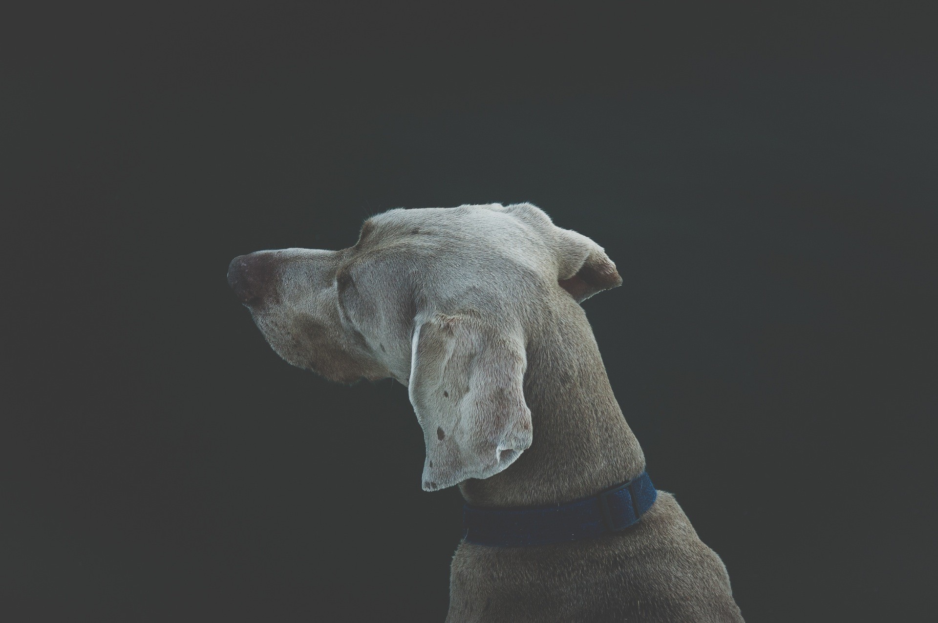 General 1920x1276 dog animals simple background gray