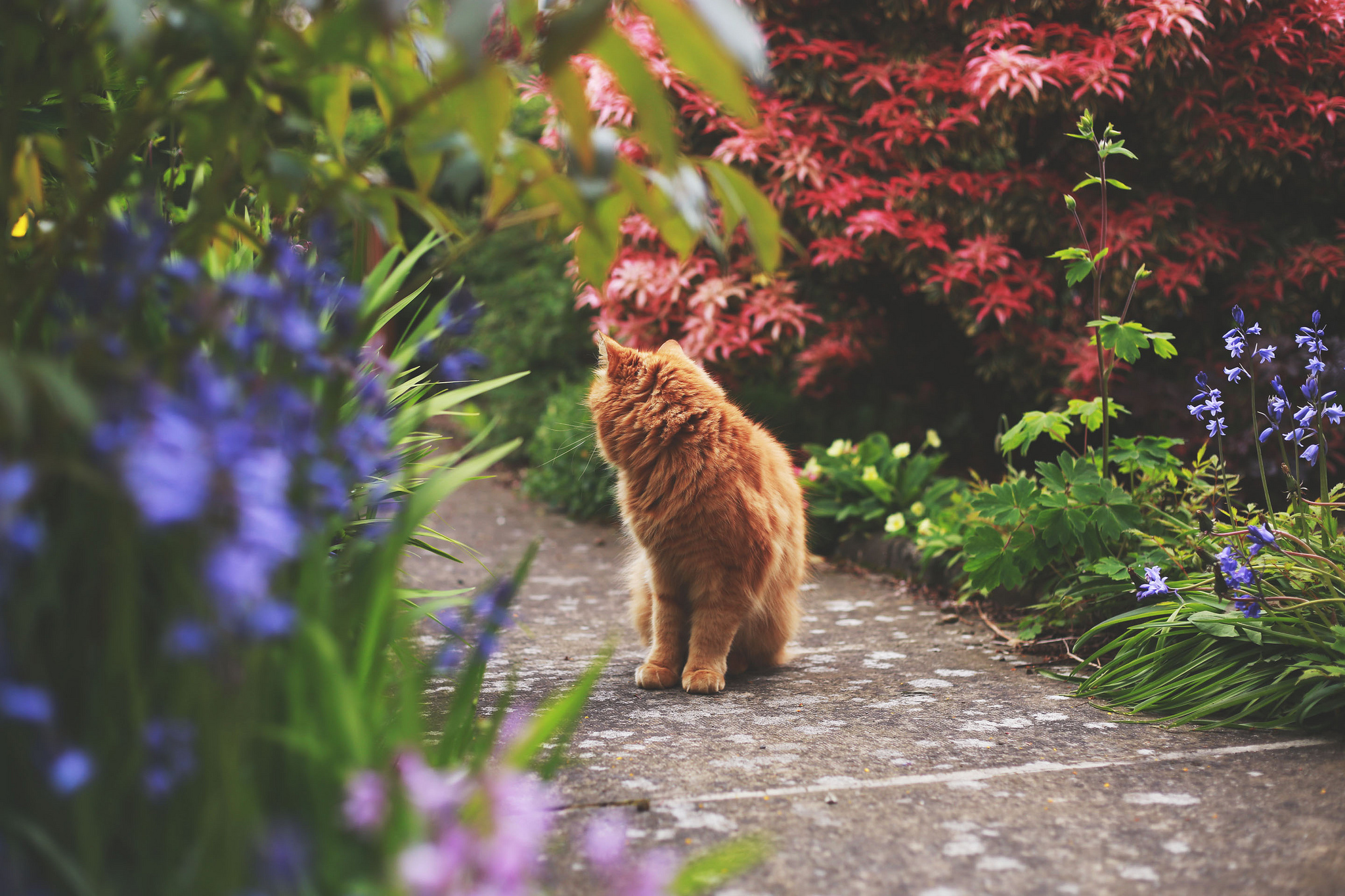General 2048x1365 animals cats flowers path depth of field vibrant