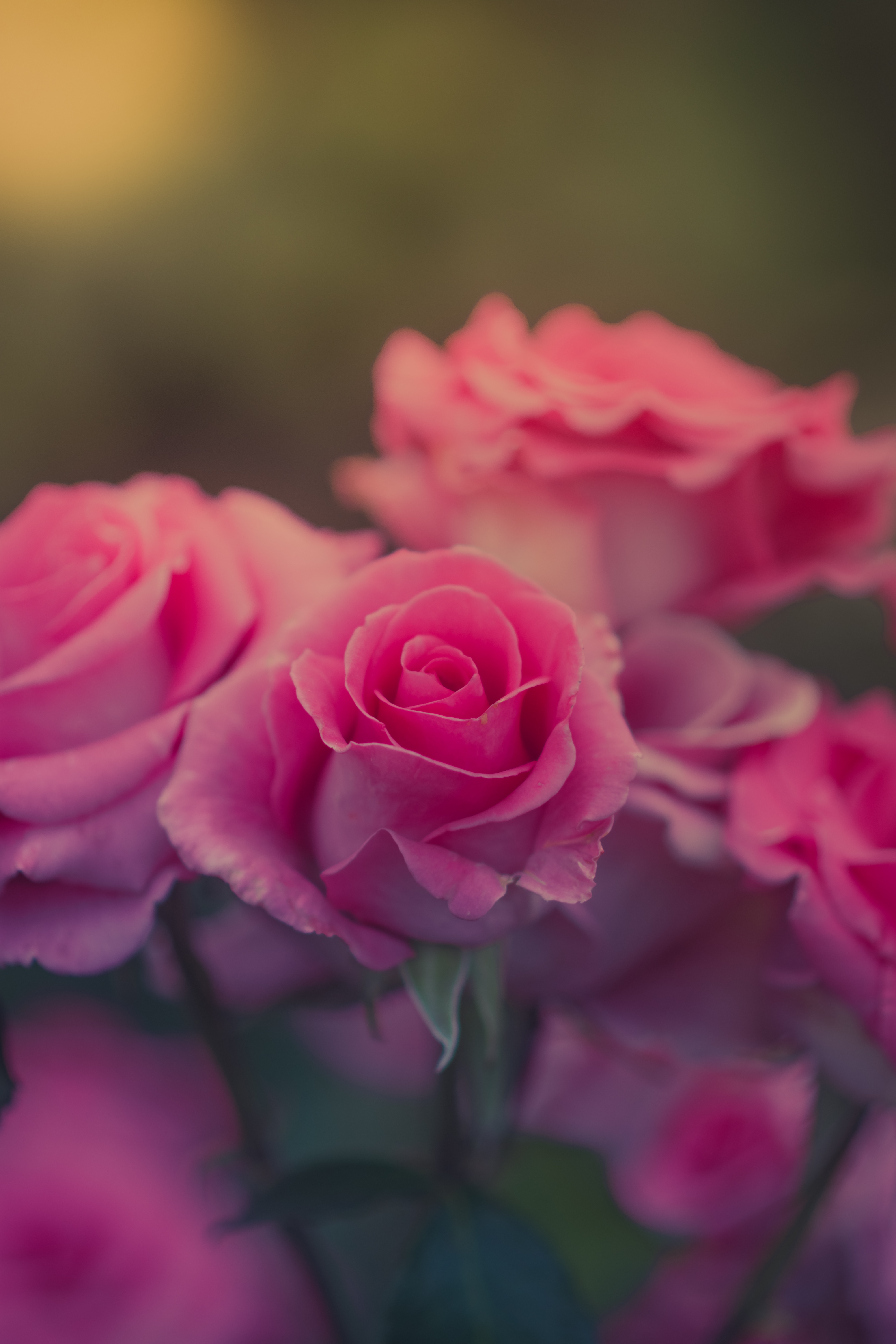 General 4000x6000 nature flowers pink flowers rose blurred plants