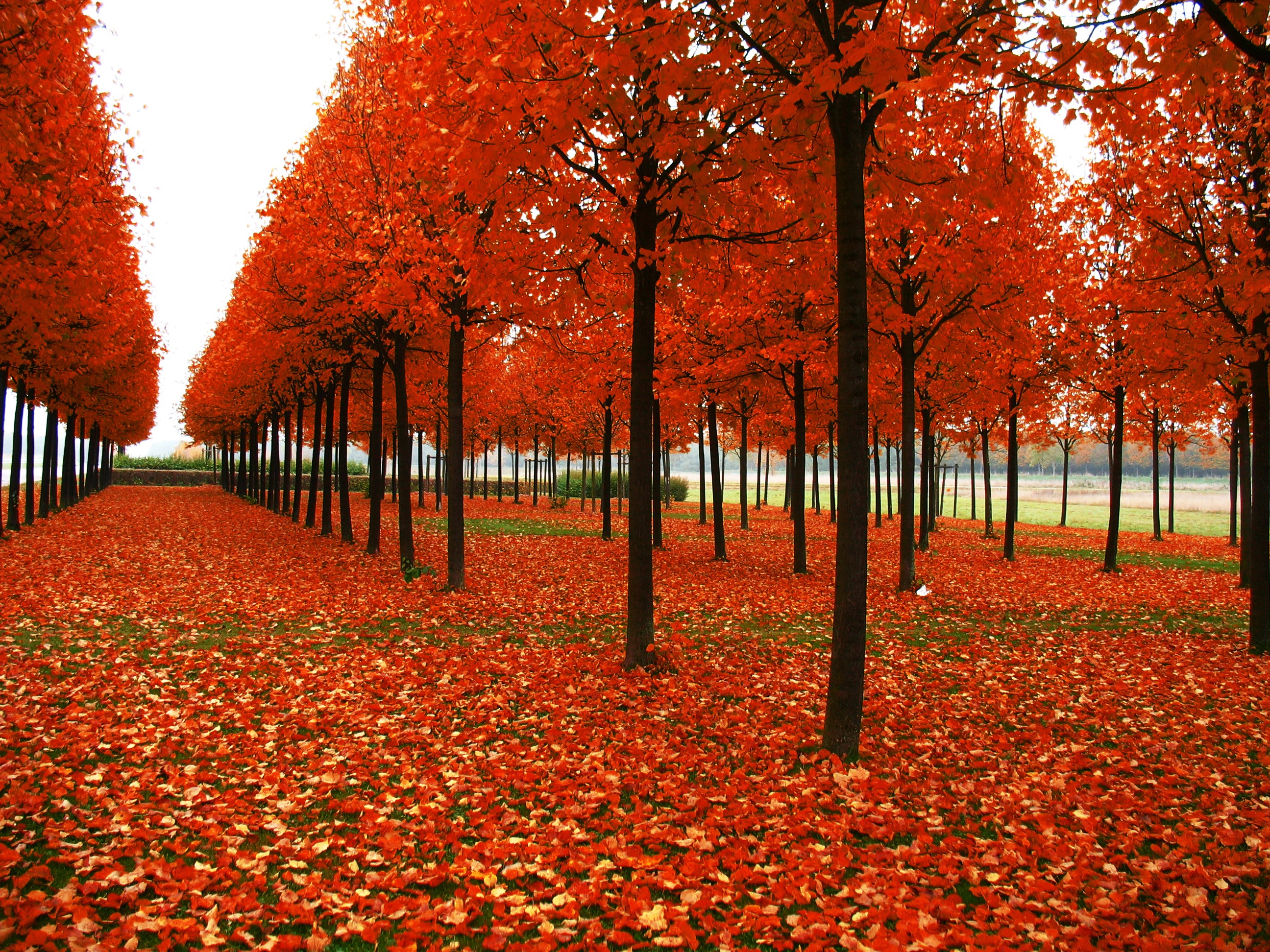 General 2592x1944 fall trees fallen leaves leaves plants outdoors