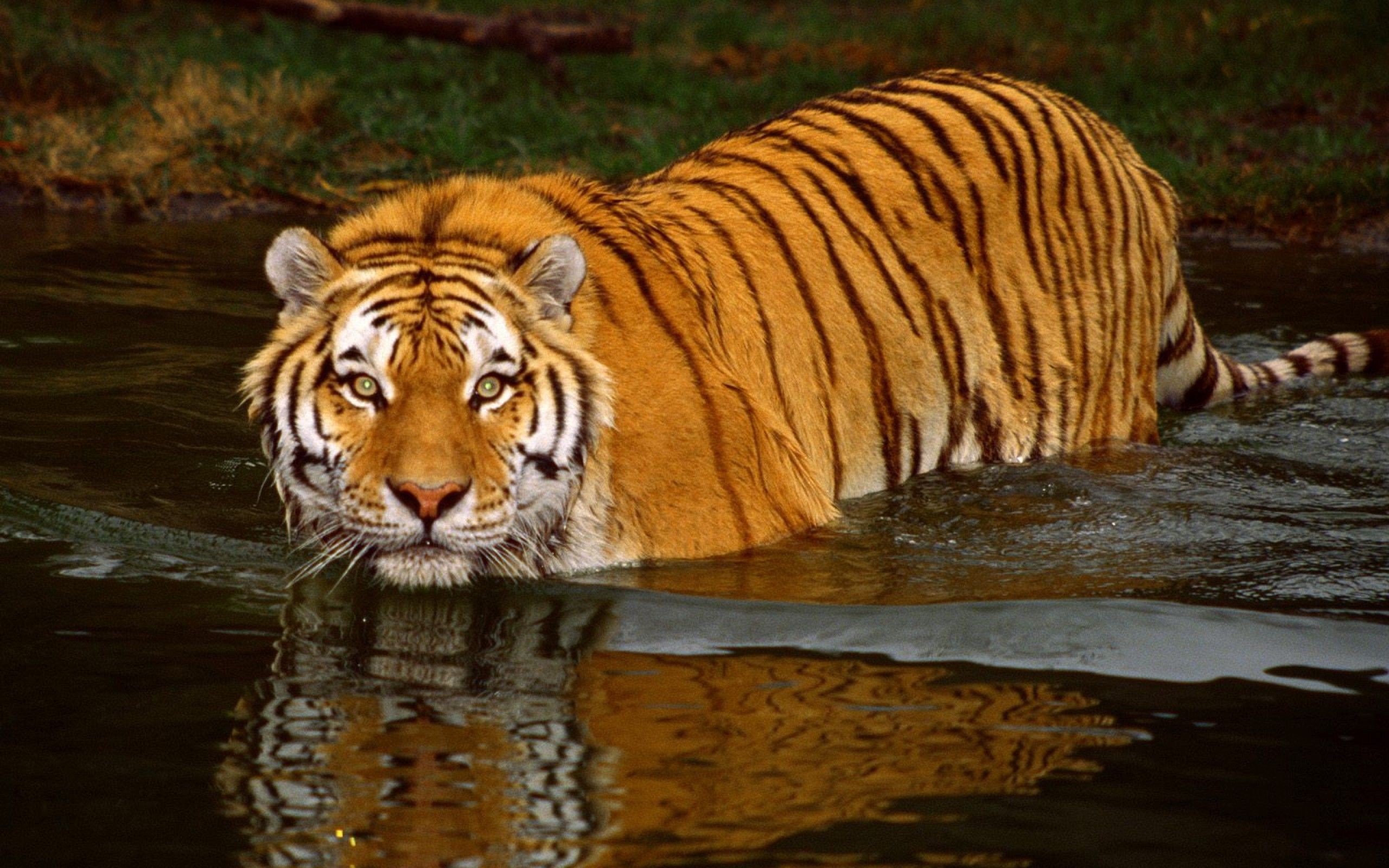 General 2560x1600 tiger animals wildlife mammals big cats in water water reflection