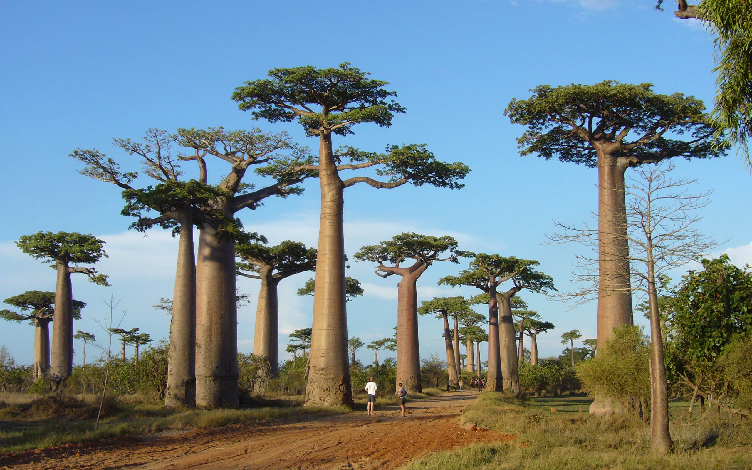 General 2560x1600 Africa trees baobabs nature