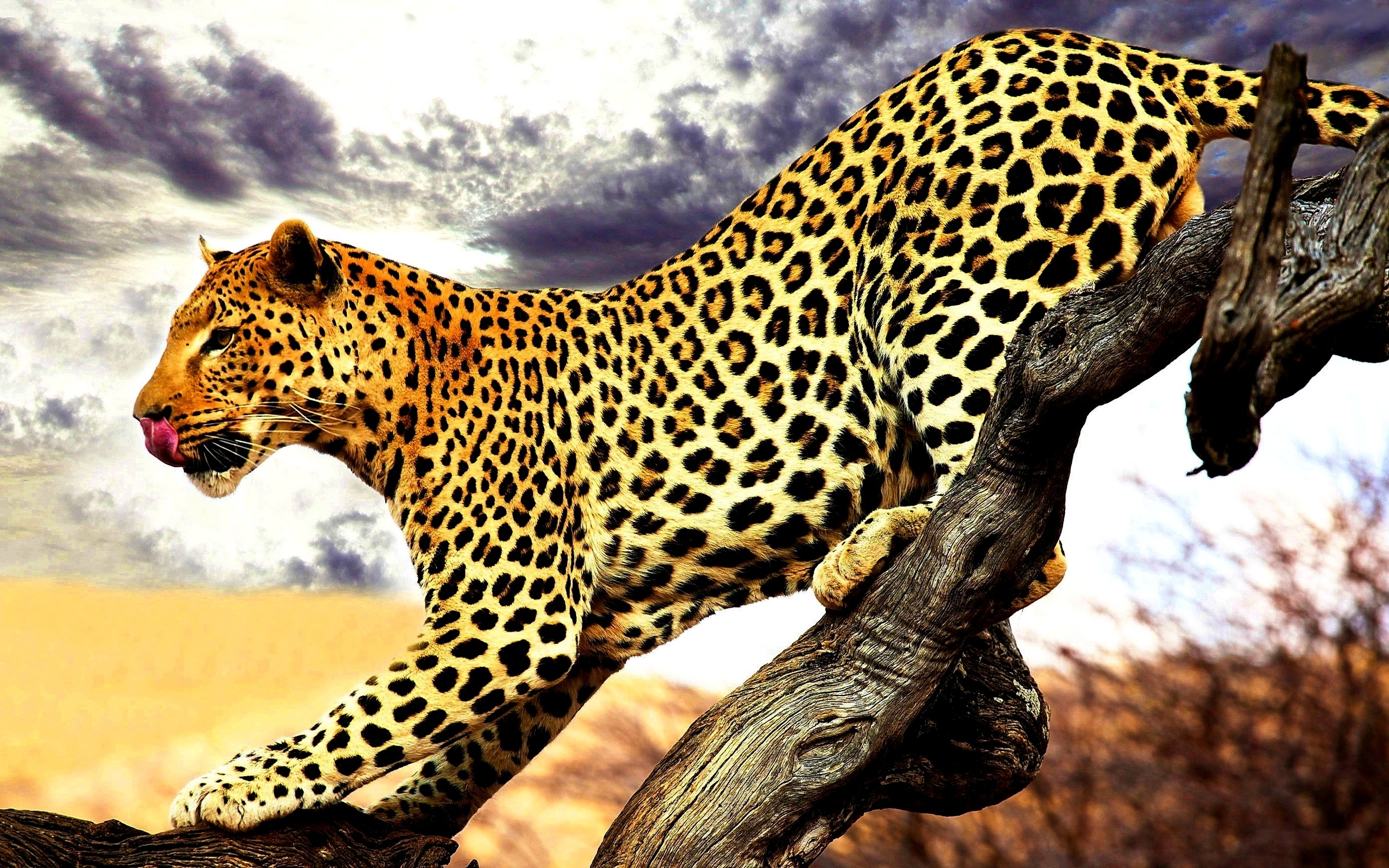 General 2560x1600 animals leopard mammals feline wildlife big cats