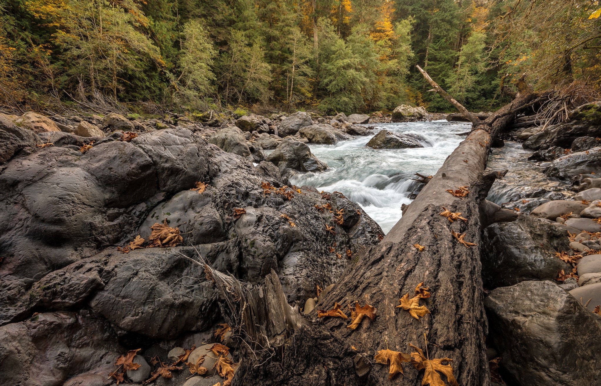 General 2047x1316 river creeks wilderness rocks forest dead trees stones wood nature fallen leaves