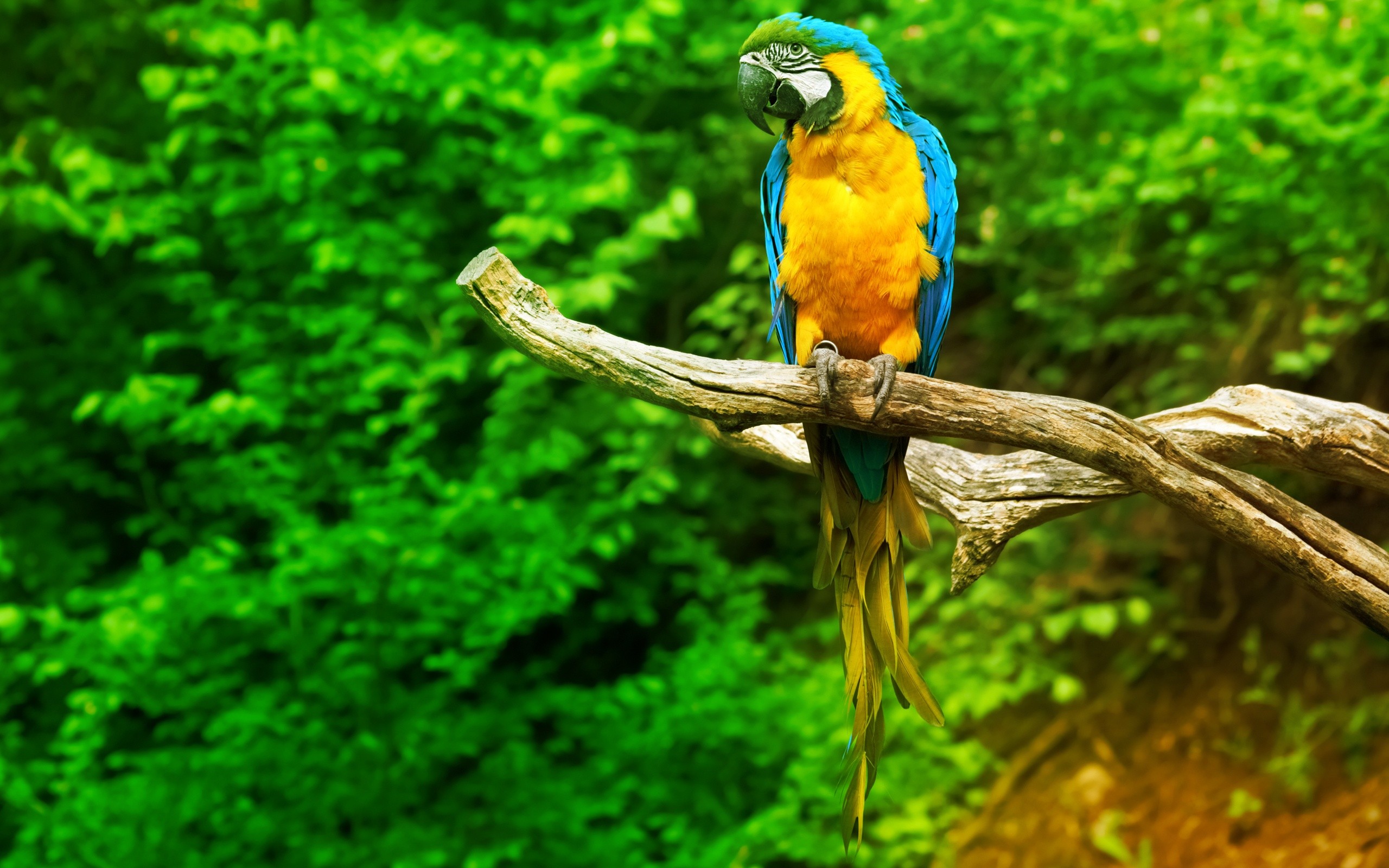 General 2560x1600 parrot birds animals wildlife nature Blue-and-Yellow Macaw macaws