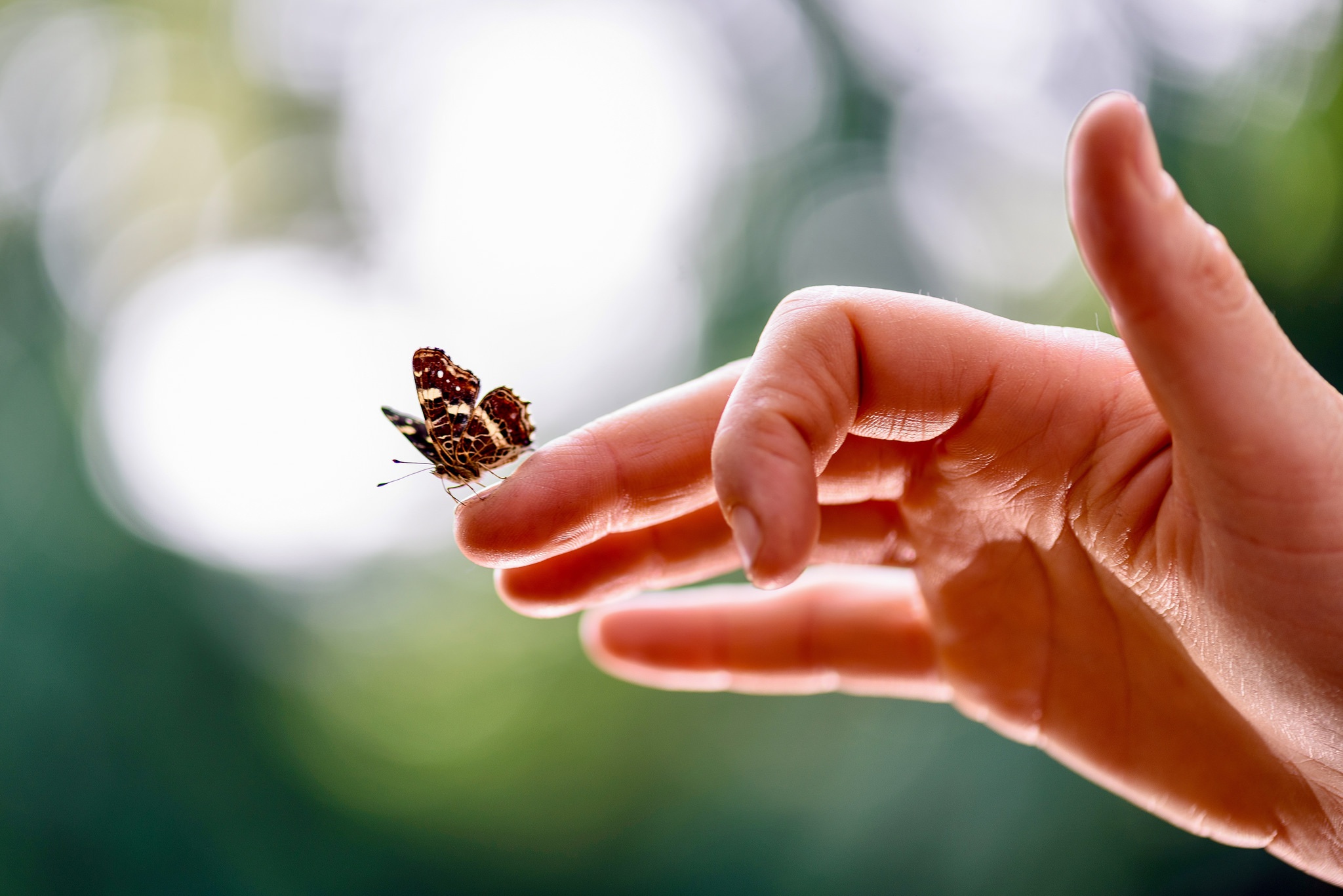 General 2048x1367 hands insect bokeh animals closeup macro