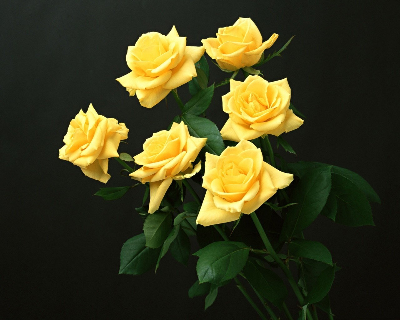 General 1280x1024 yellow flowers yellow roses plants flowers simple background