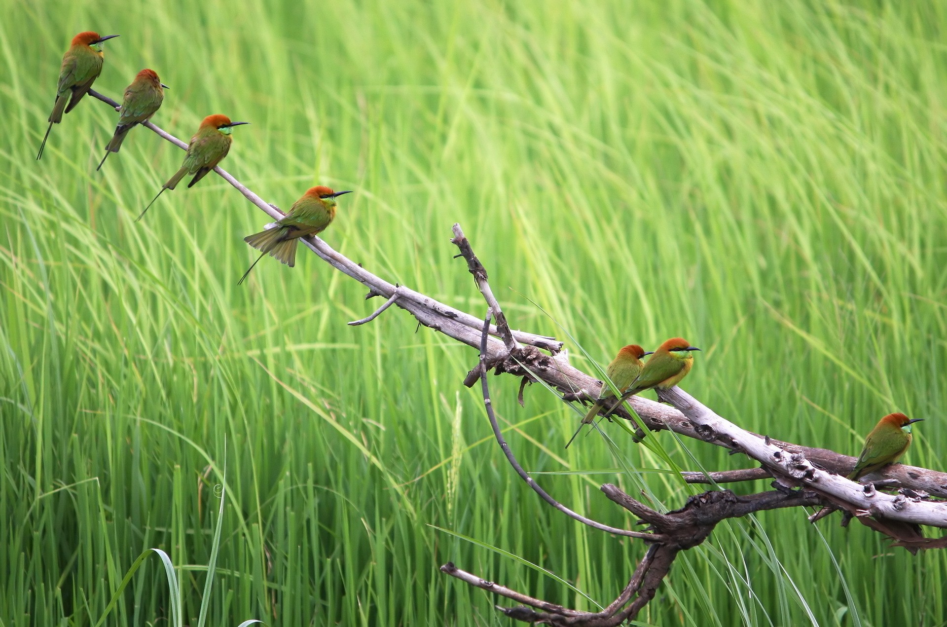 General 1920x1271 nature branch animals birds bee-eaters