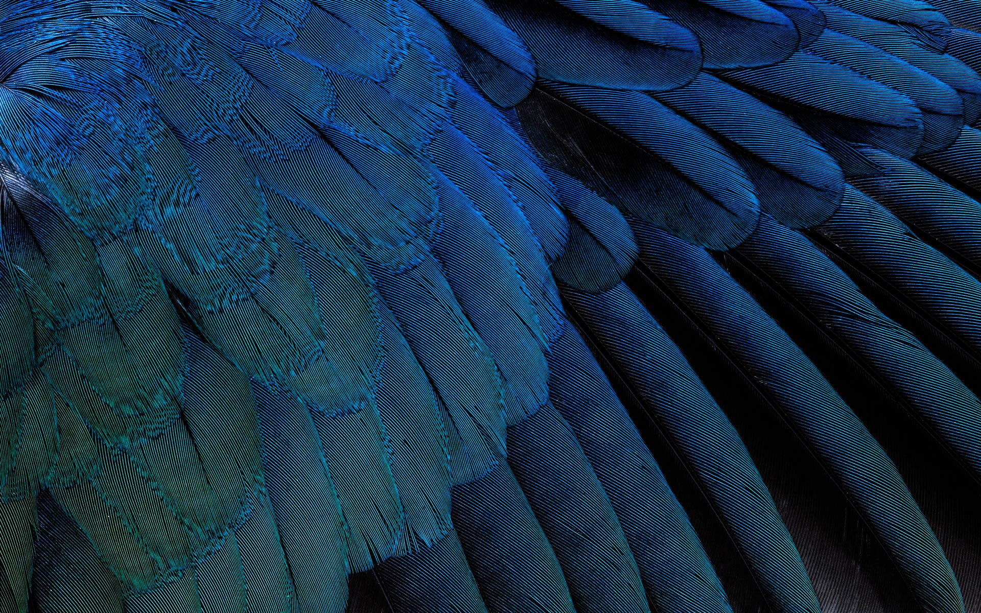 General 1920x1200 feathers abstract texture