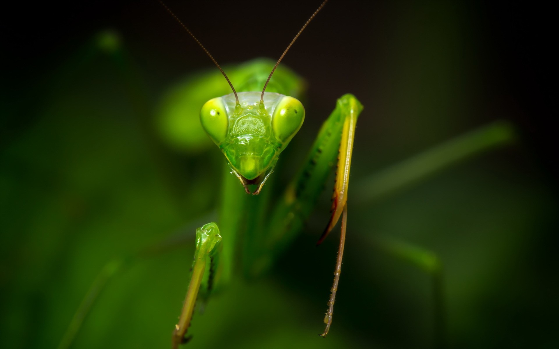 General 1920x1200 animals insect mantis wildlife green background closeup