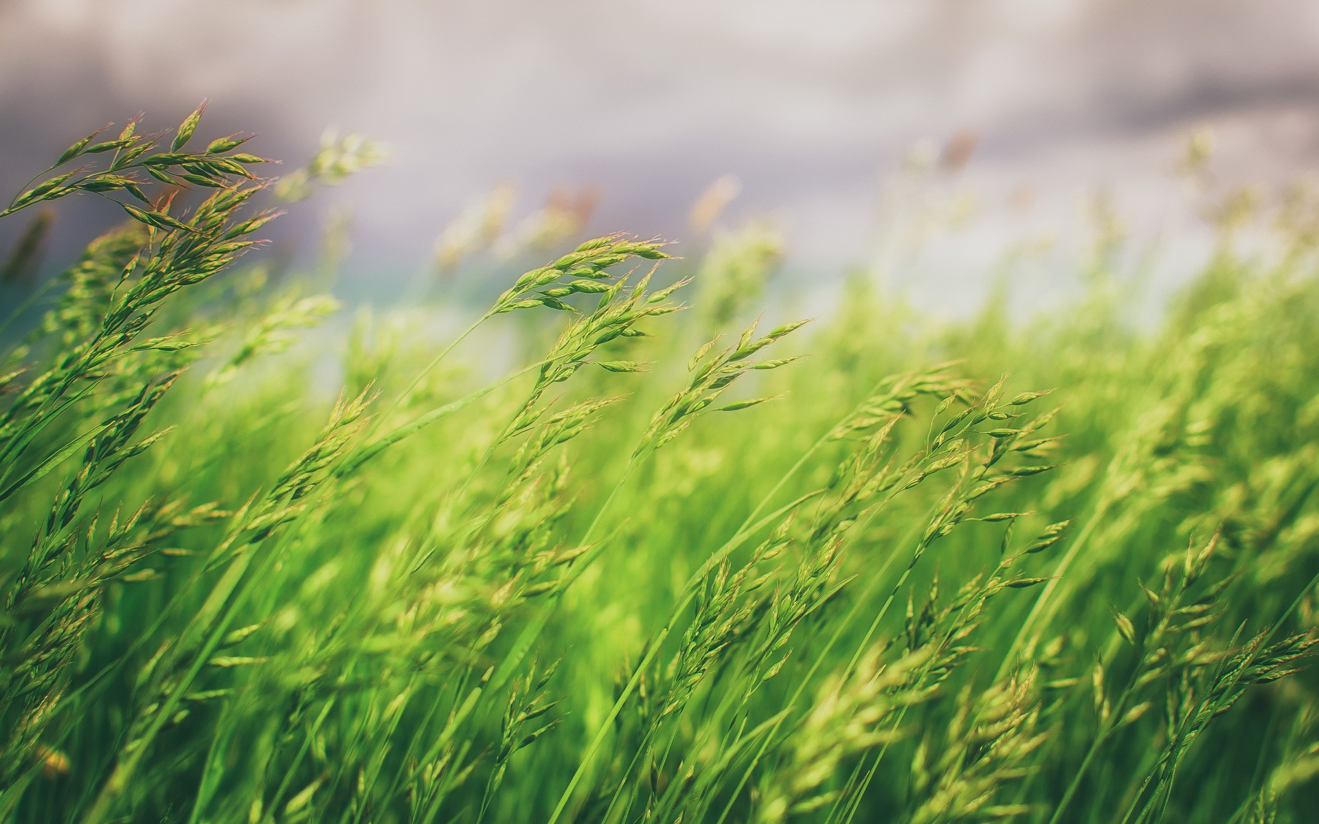 General 1920x1200 grass nature macro photography plants outdoors windy