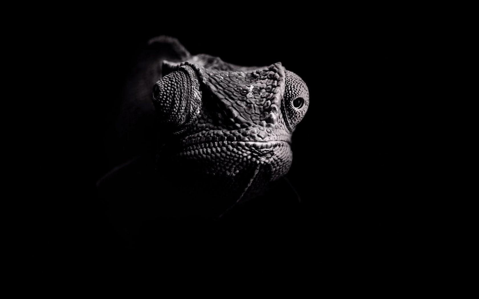 General 1680x1050 dark chameleons eyes photography wildlife animals black background simple background