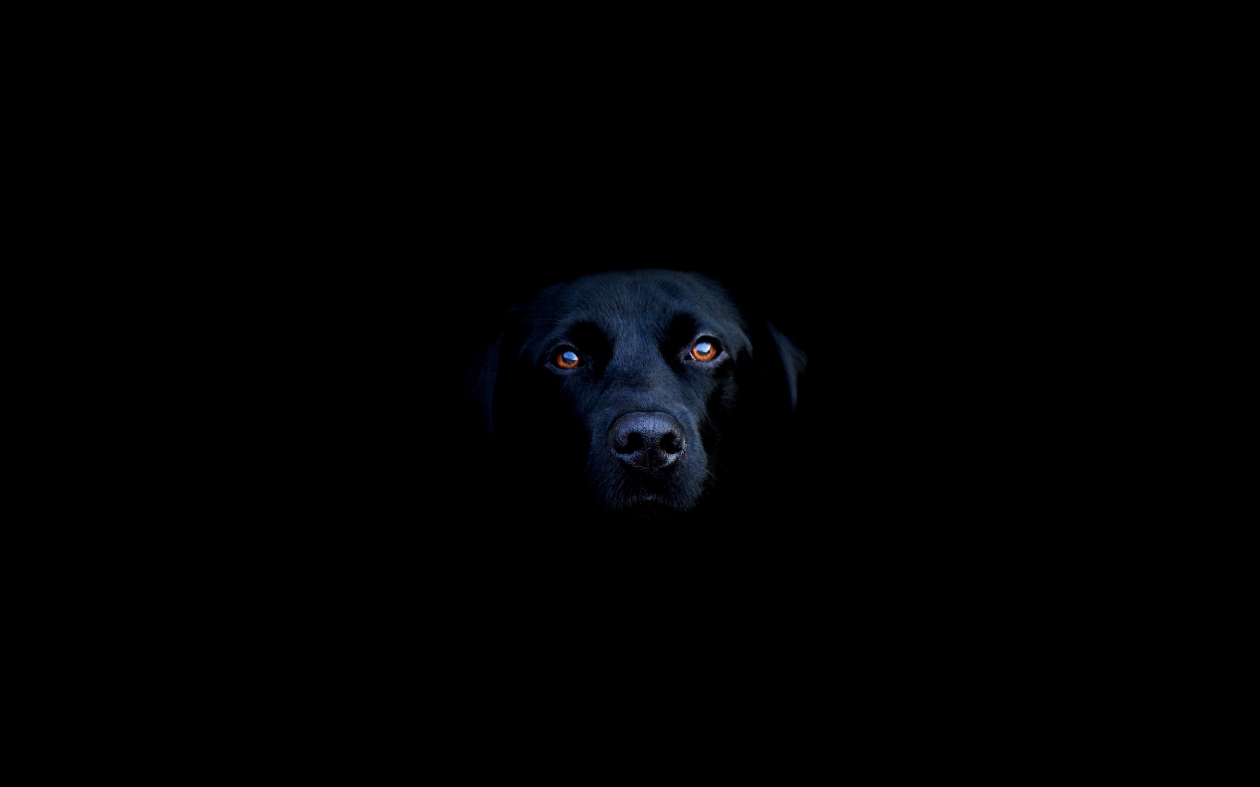 General 2560x1600 animals dog mammals minimalism animal eyes black background simple background