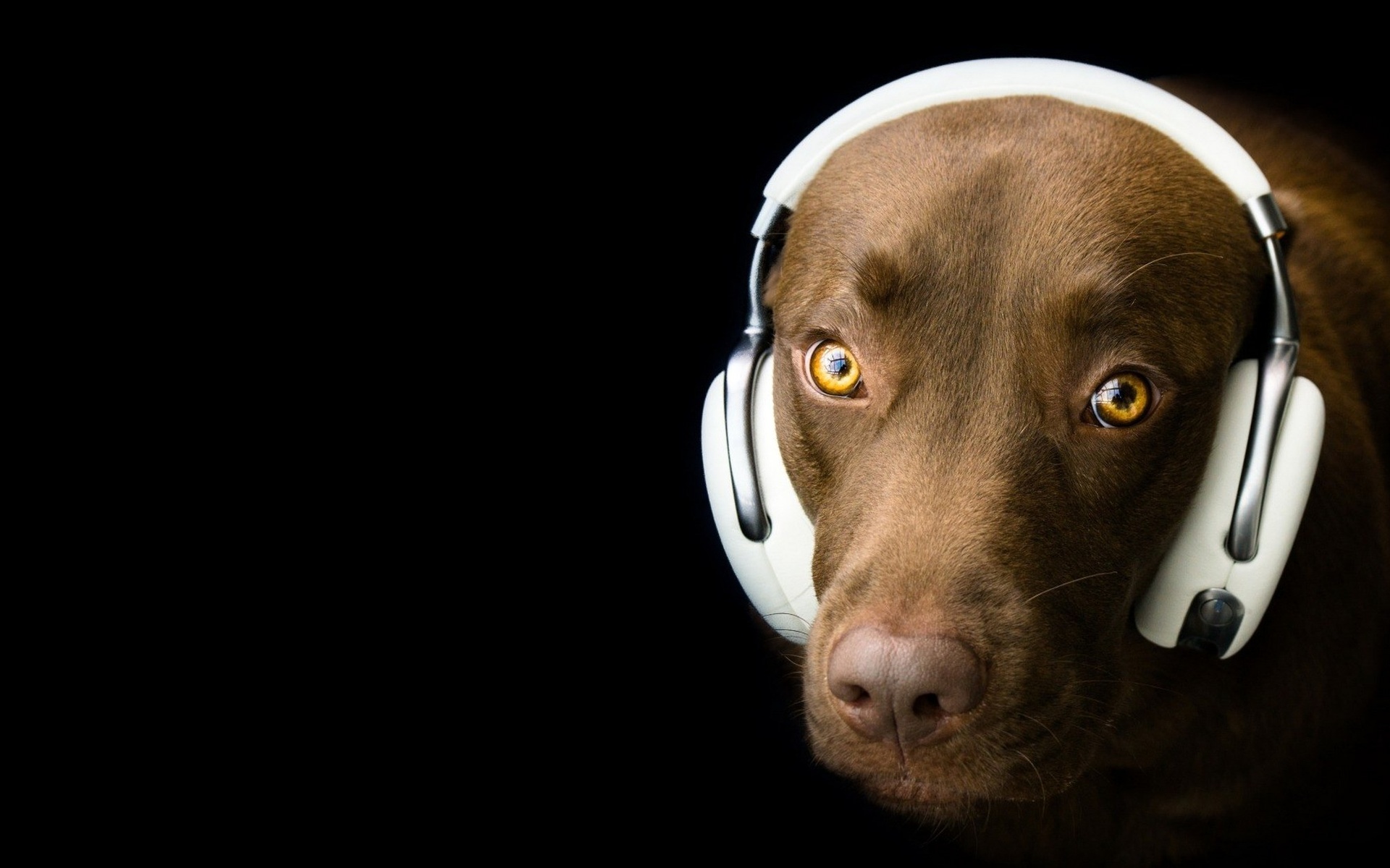 General 1920x1200 dog headphones humor closeup simple background